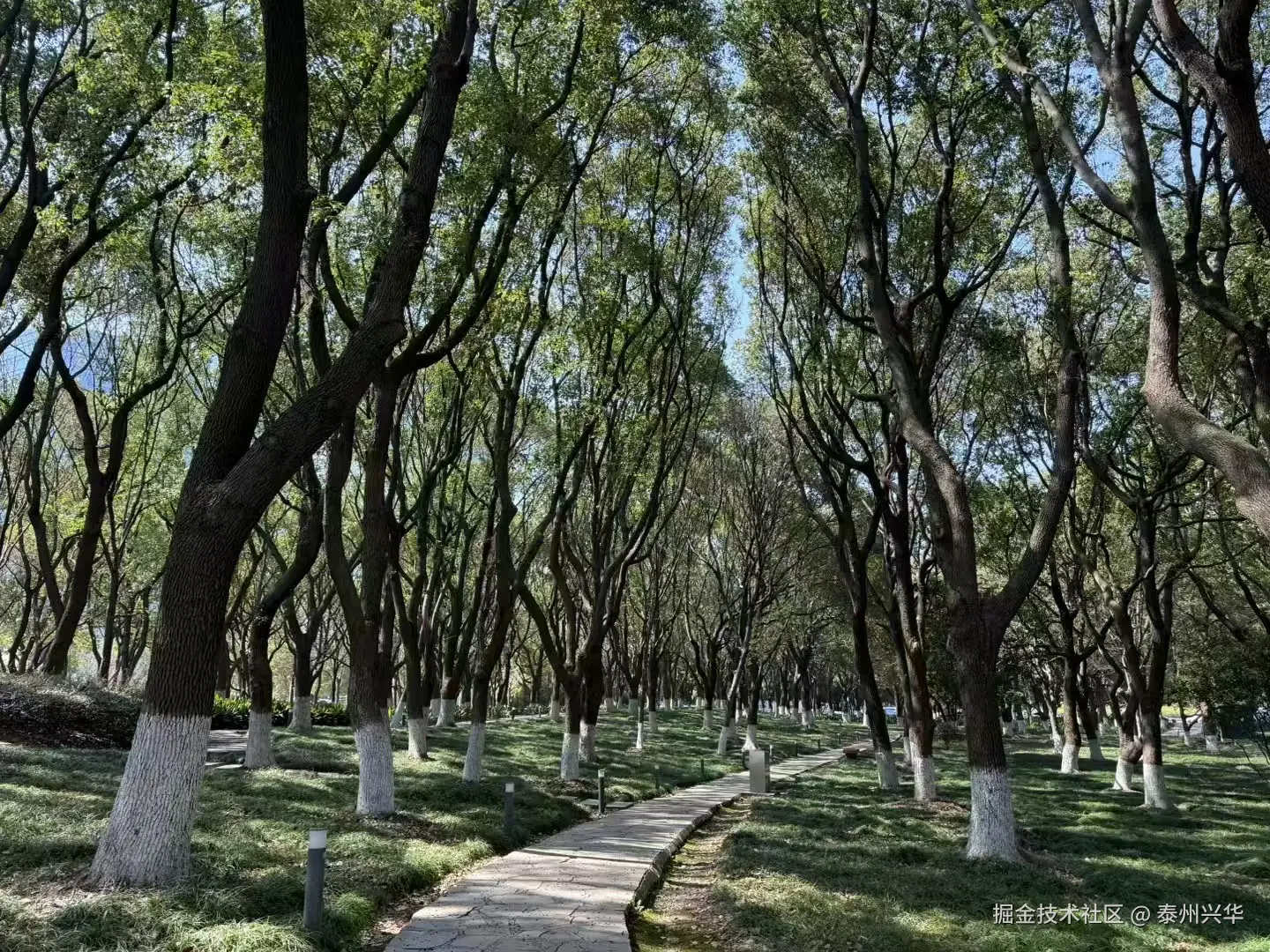 泰州兴华于2026-03-15 08:03发布的图片