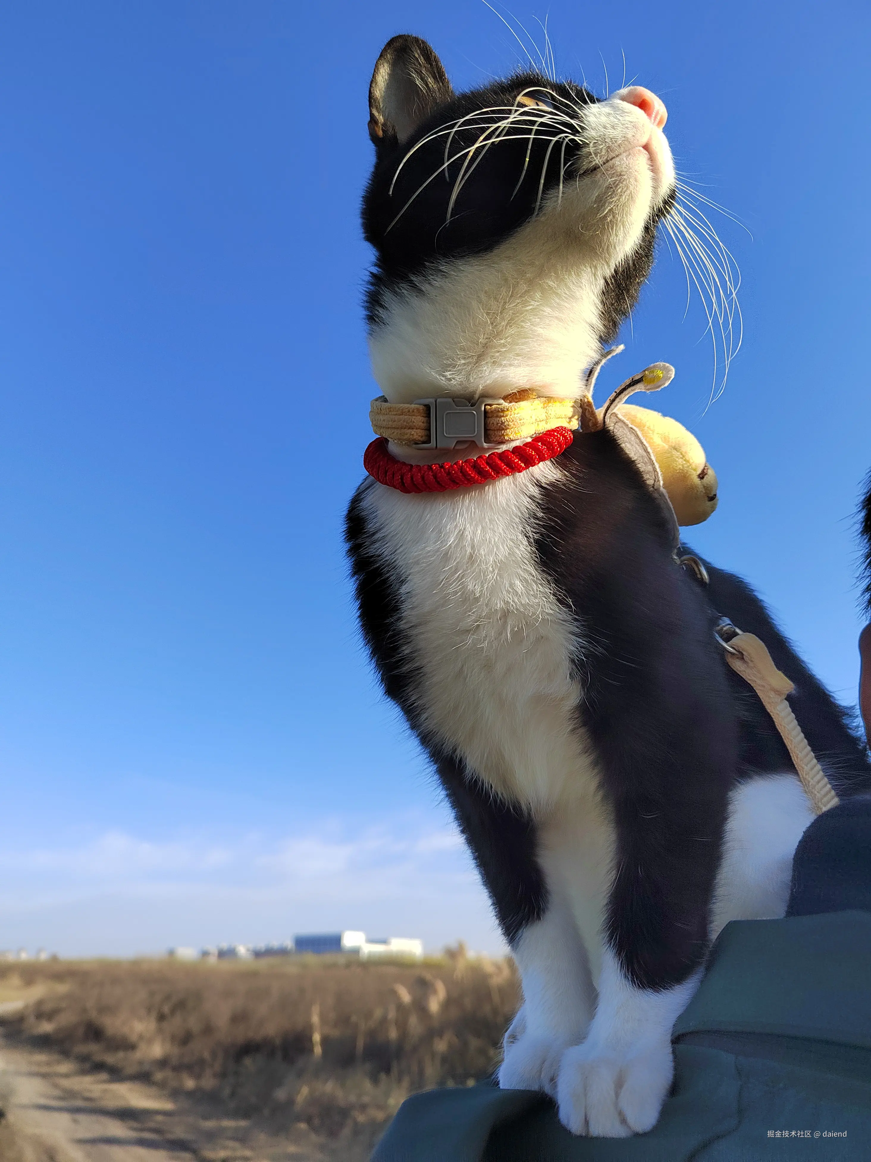 daiend于2025-03-20 09:26发布的图片