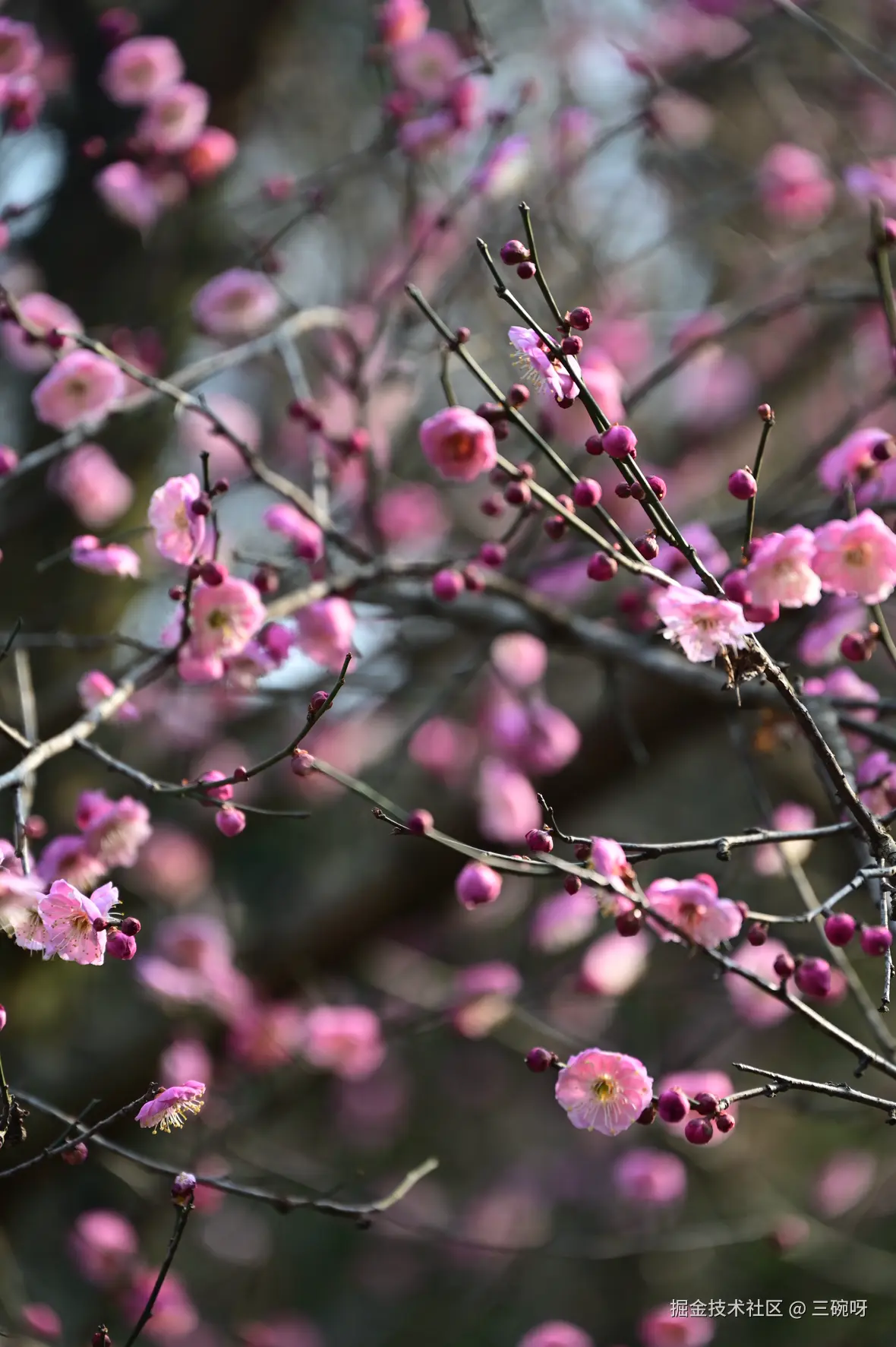 三碗呀于2026-01-22 14:56发布的图片