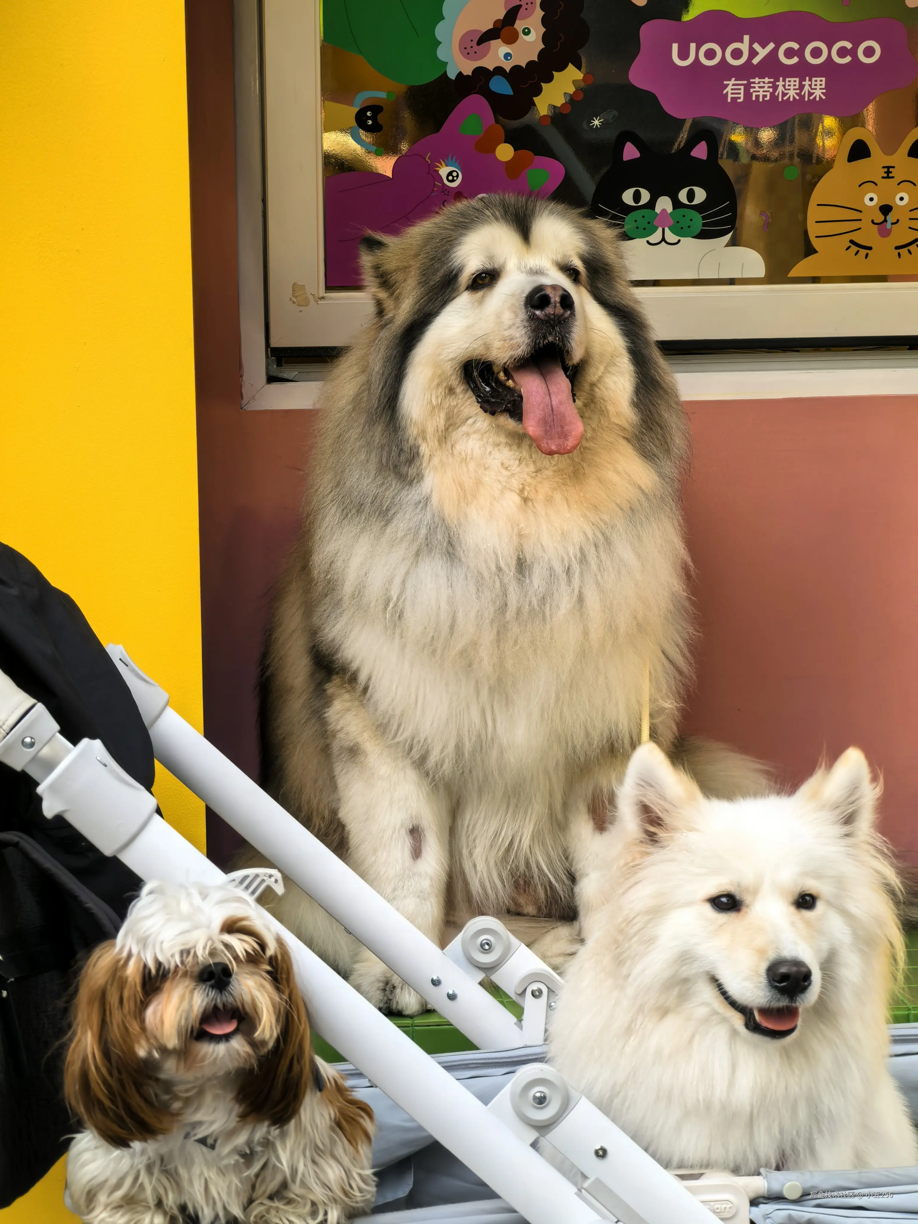 小五256于2026-04-20 09:33发布的图片