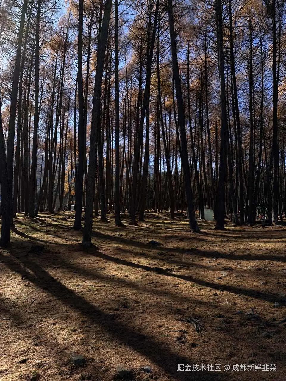 成都新鲜韭菜于2024-12-02 10:02发布的图片