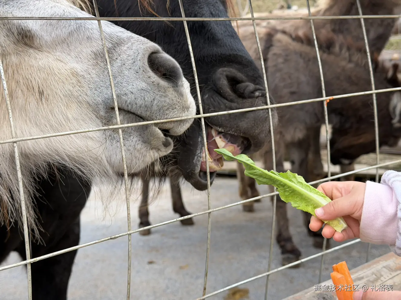 礼格表于2026-03-16 11:28发布的图片