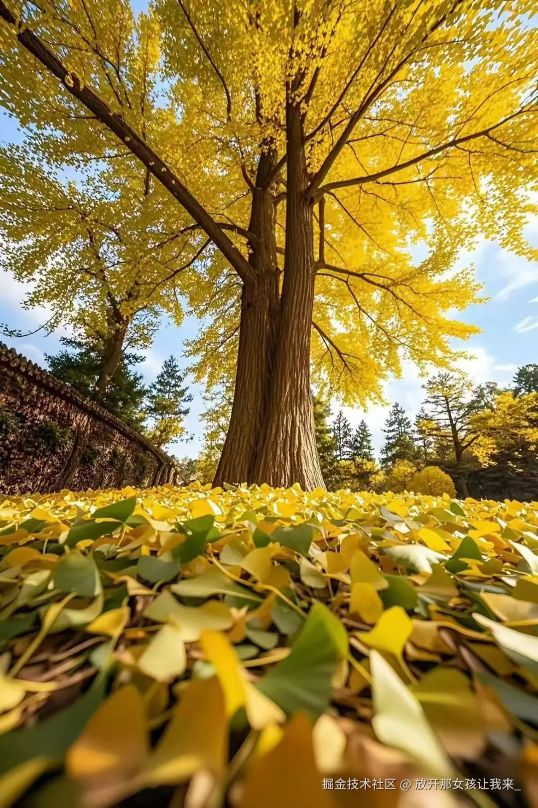 放开那女孩让我来_于2025-11-09 10:47发布的图片