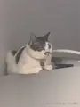 一只小橘猫于2025-03-28 00:45发布的图片