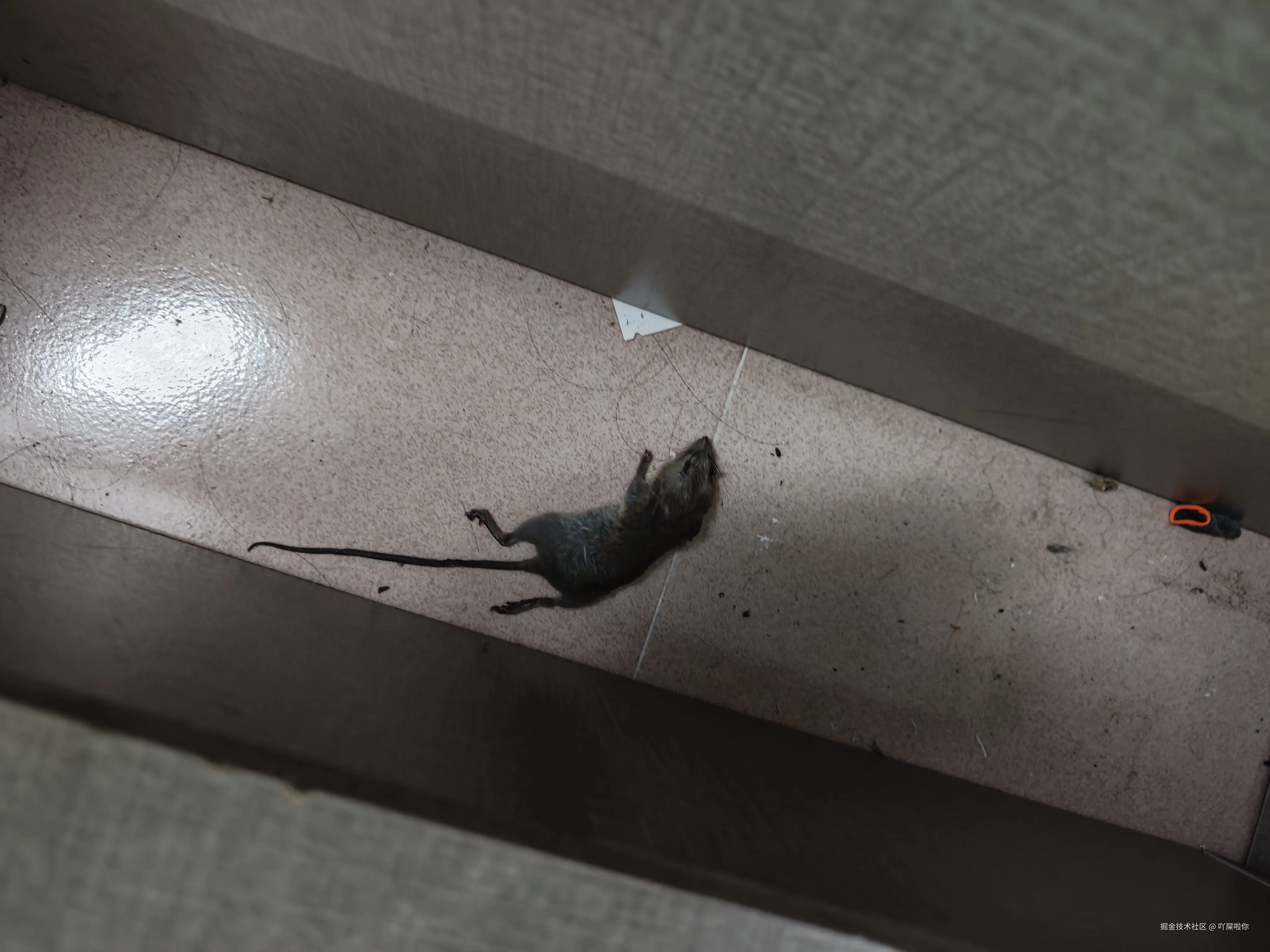 吖屎啦你于2024-11-30 15:31发布的图片