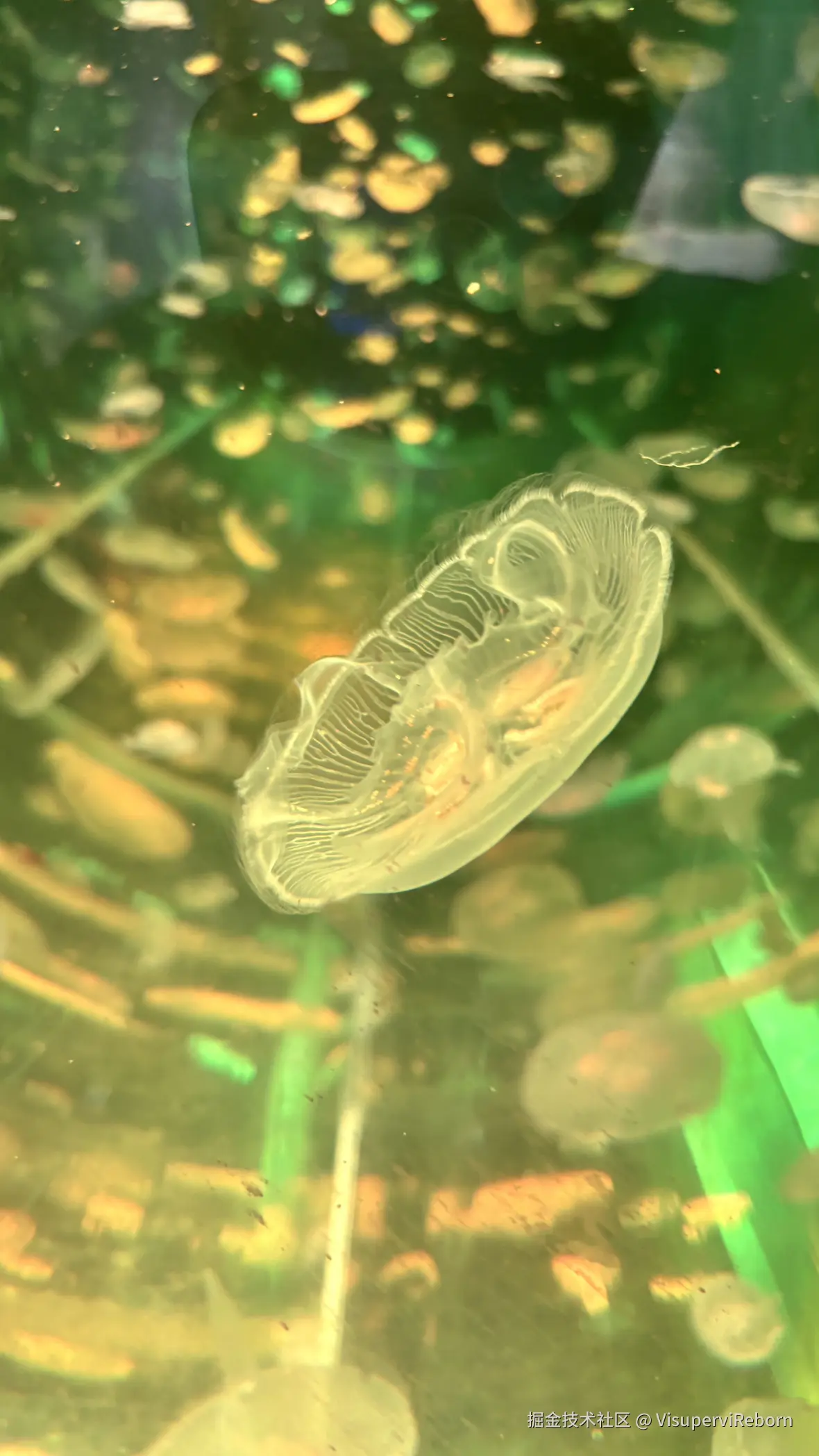 VisuperviReborn于2025-09-30 15:55发布的图片