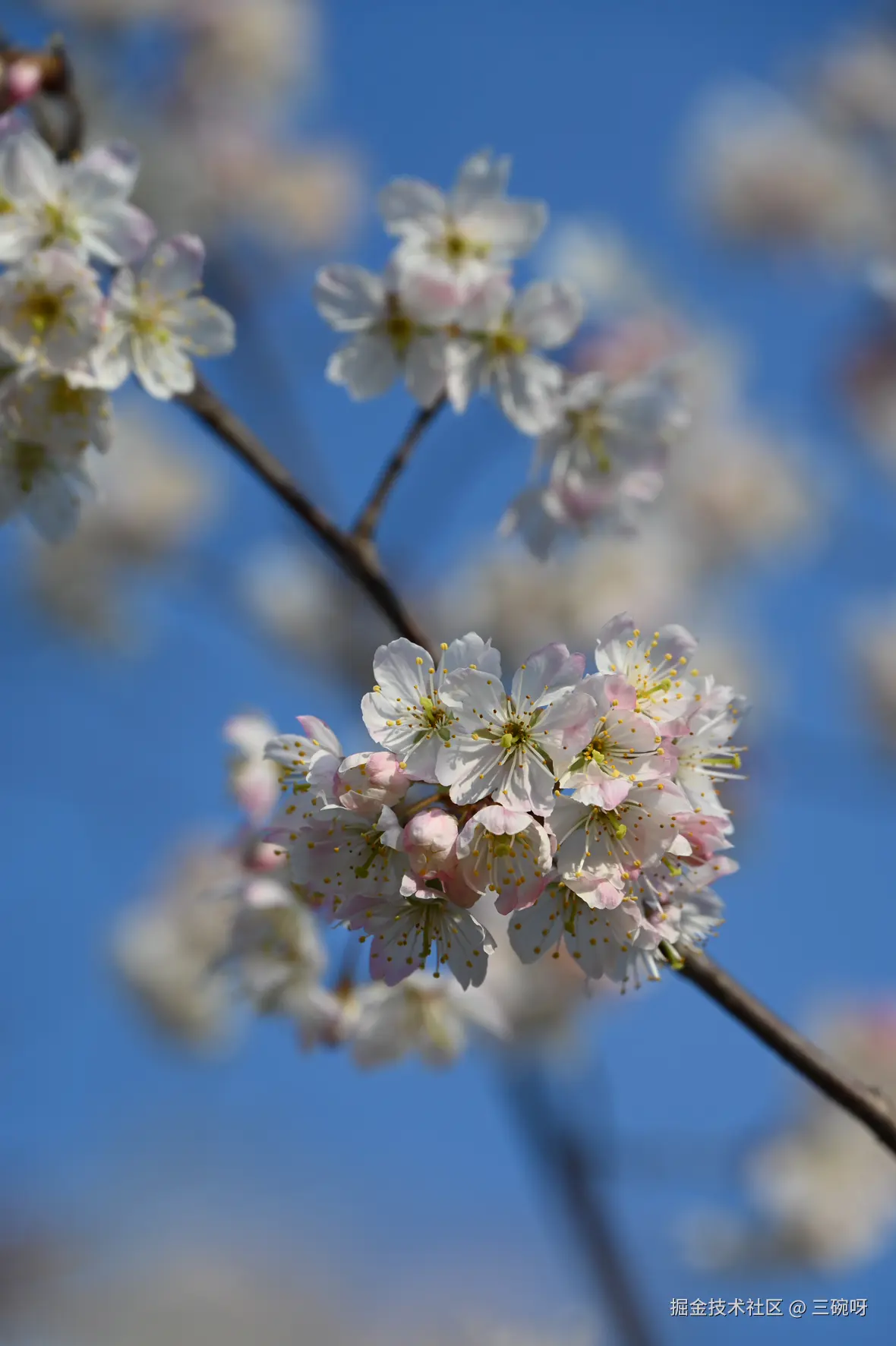 三碗呀于2025-02-17 16:01发布的图片