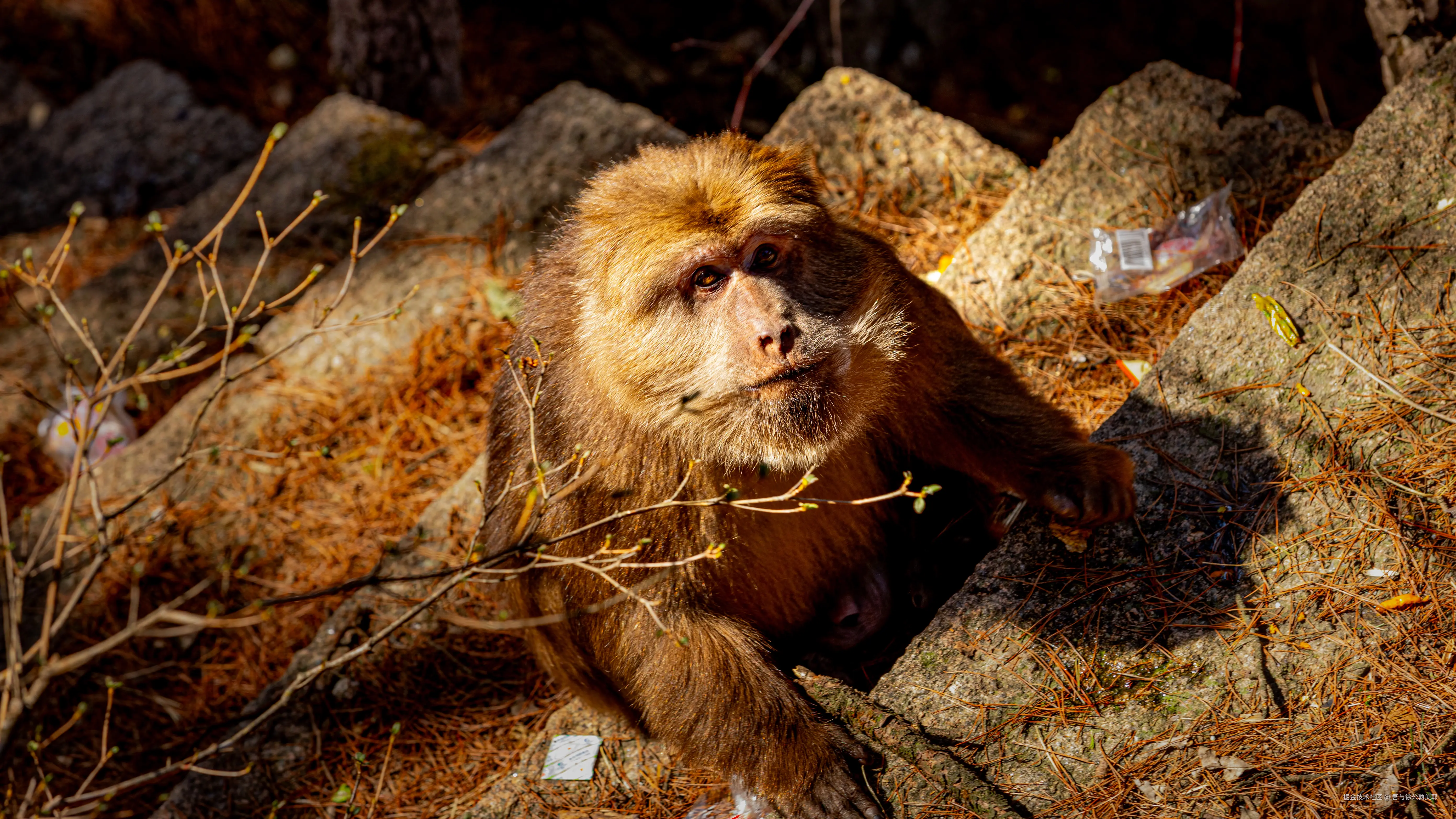 吾与徐公孰美耶于2025-05-08 16:00发布的图片