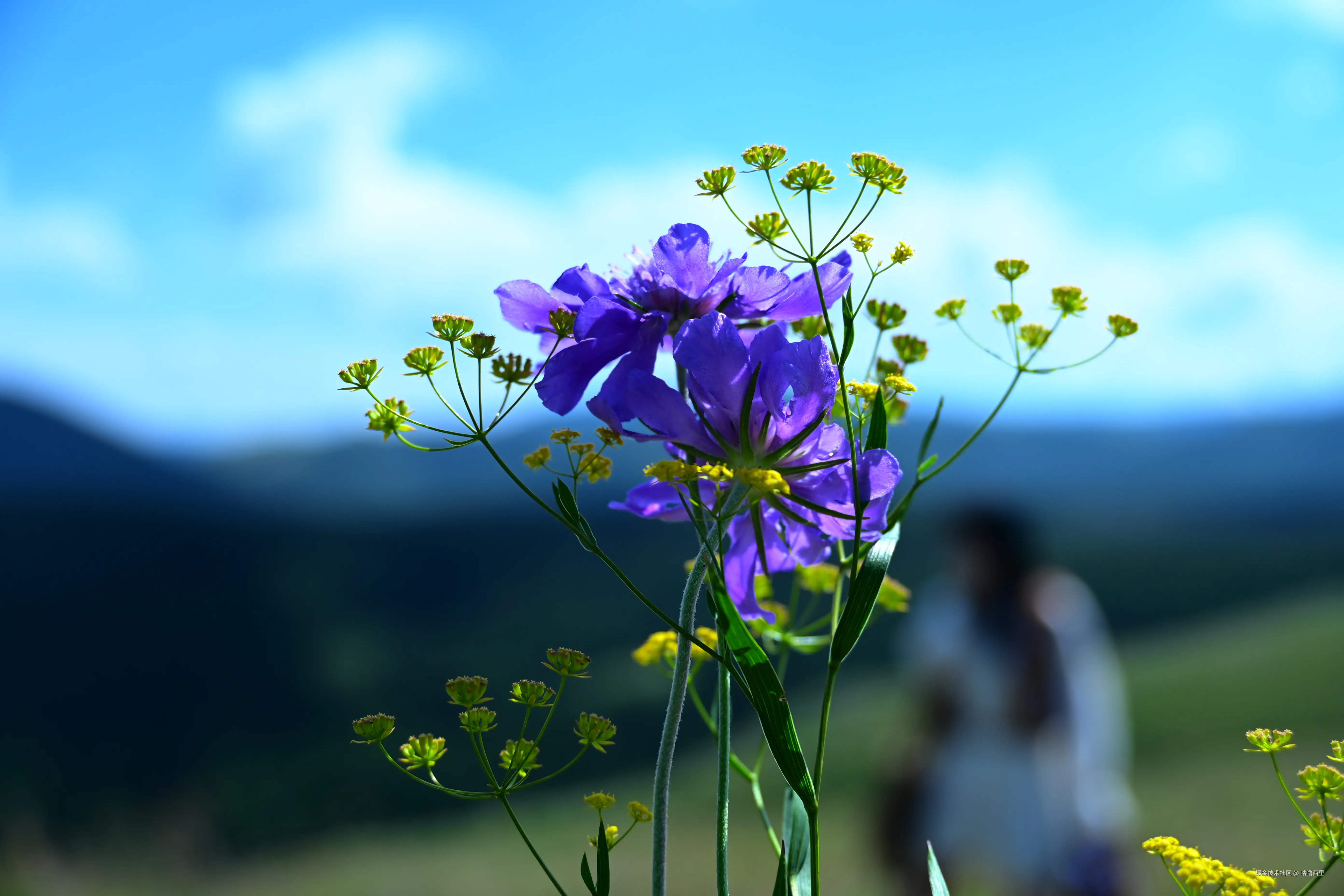 咕噜西里于2025-08-29 13:42发布的图片