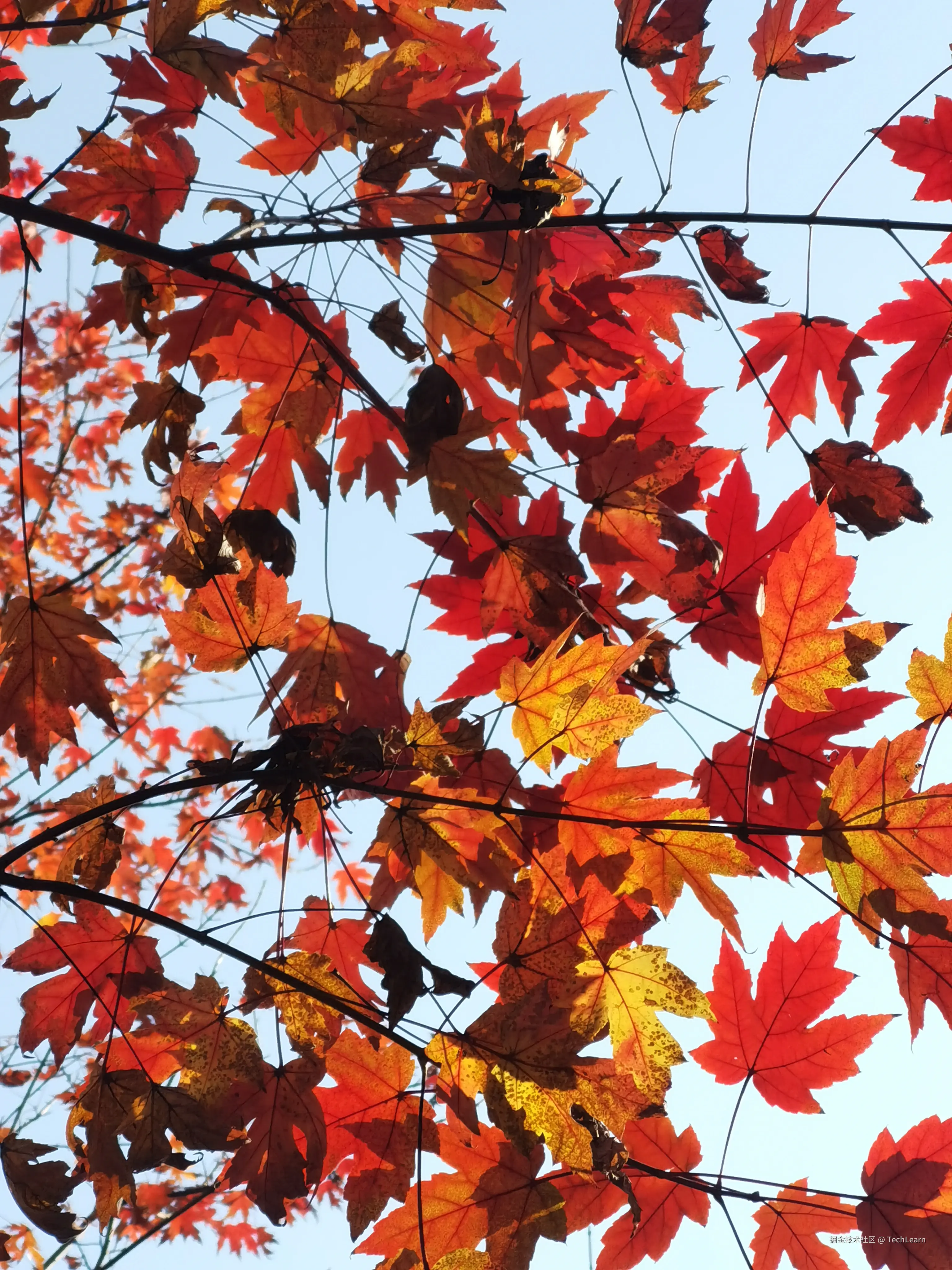 TechLearn于2024-11-30 09:48发布的图片