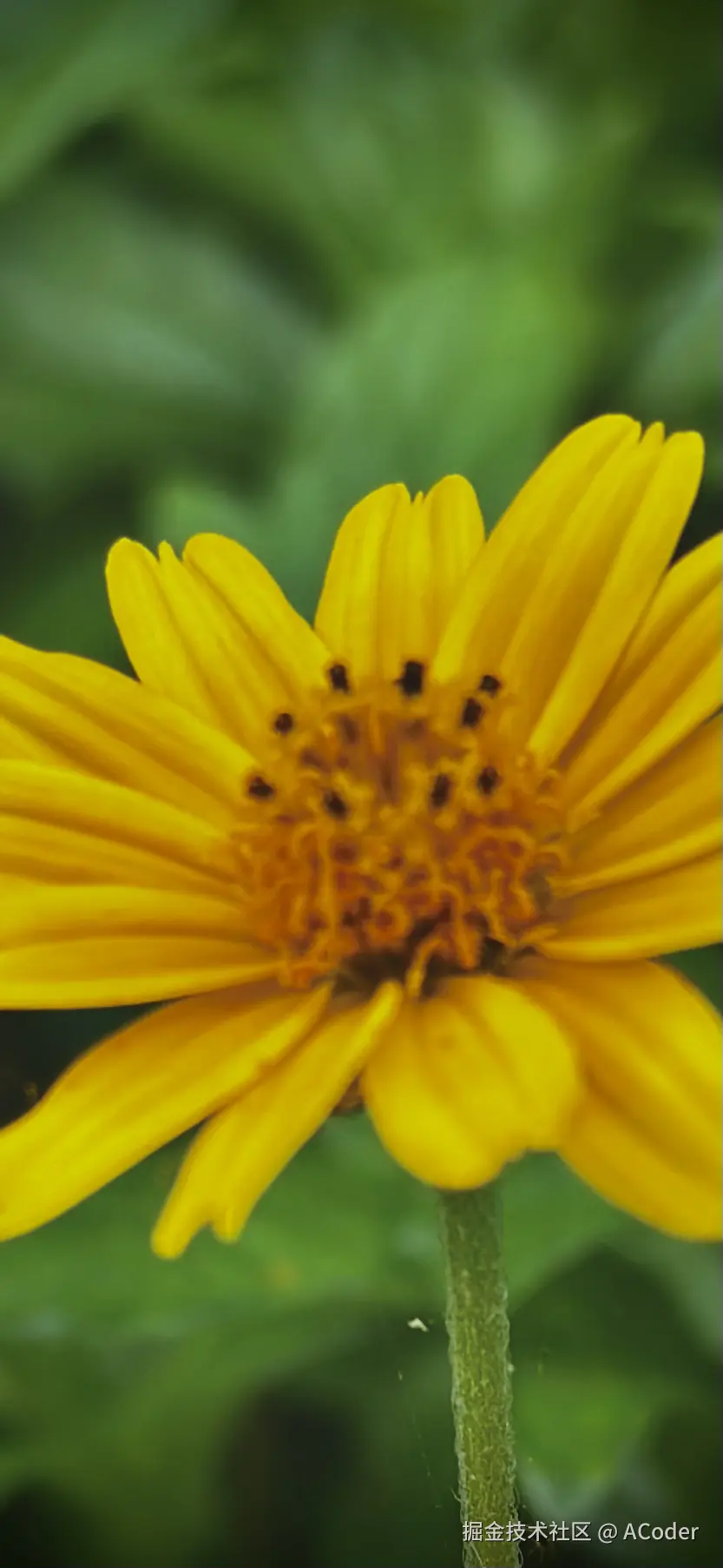 ACoder于2025-06-03 10:17发布的图片