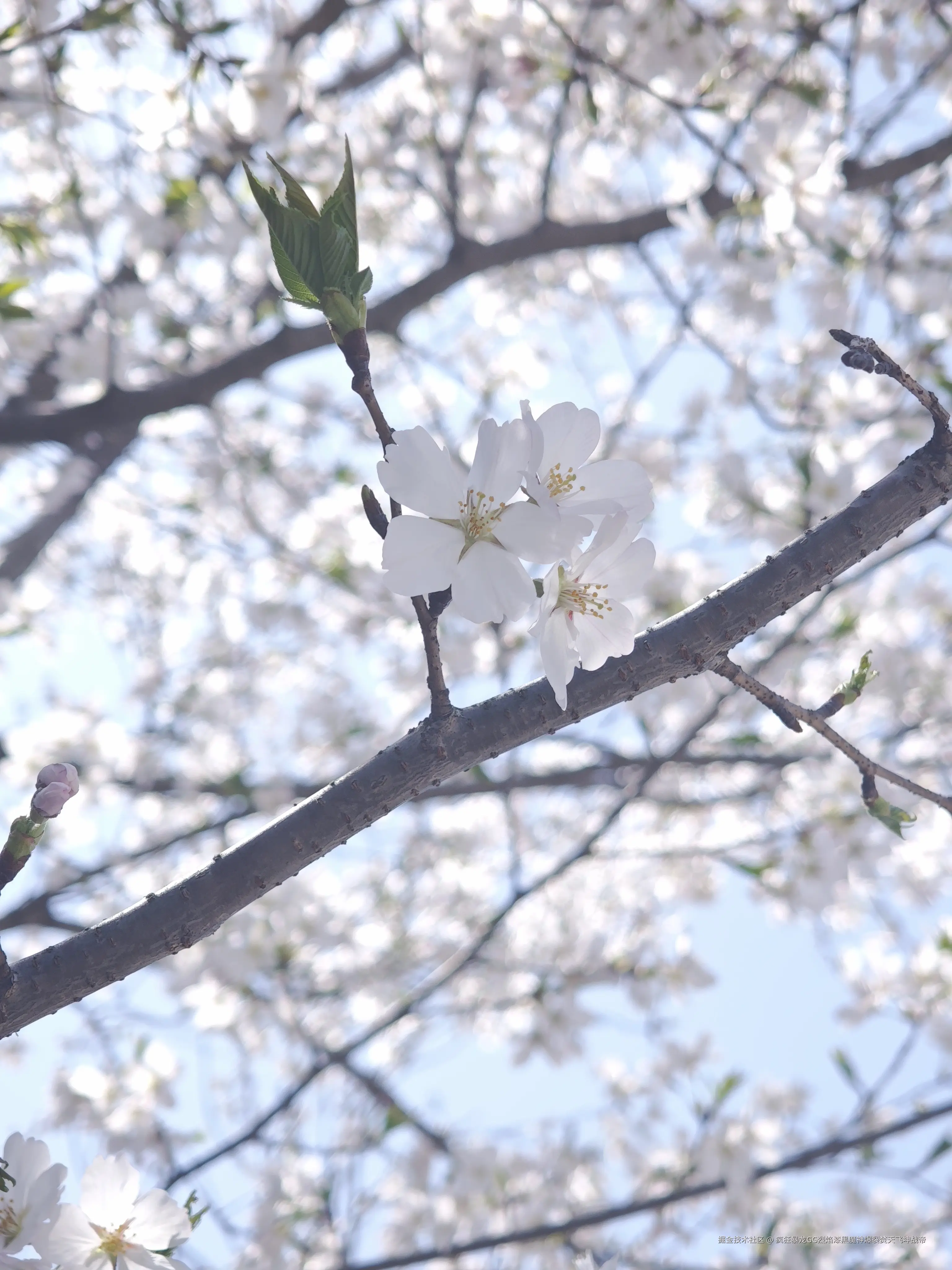 疯狂暴龙GG烈焰漆黑魔神爆裂焚天飞坤战帝于2025-03-25 13:36发布的图片