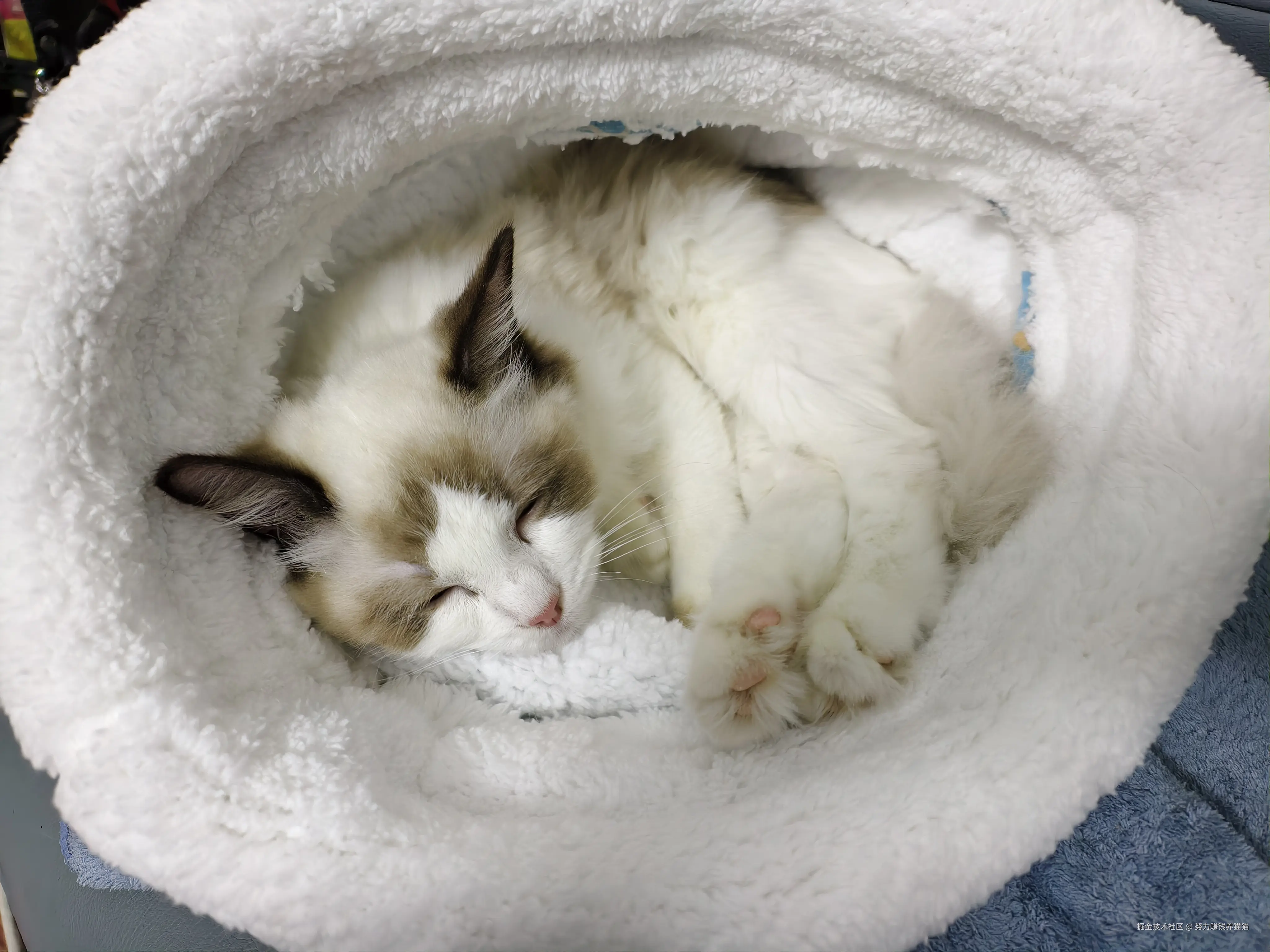 努力赚钱养猫猫于2024-12-12 14:18发布的图片