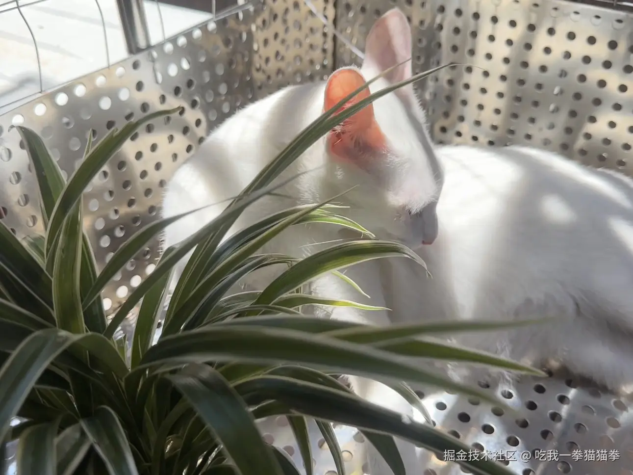 吃我一拳猫猫拳于2024-08-08 14:13发布的图片