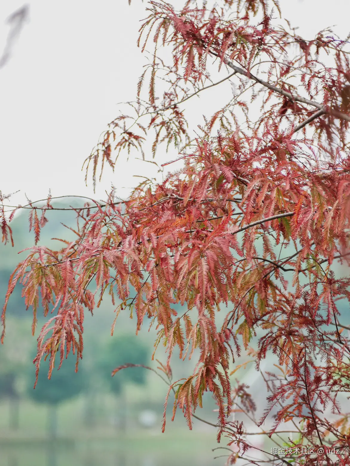 udz于2024-12-20 09:14发布的图片