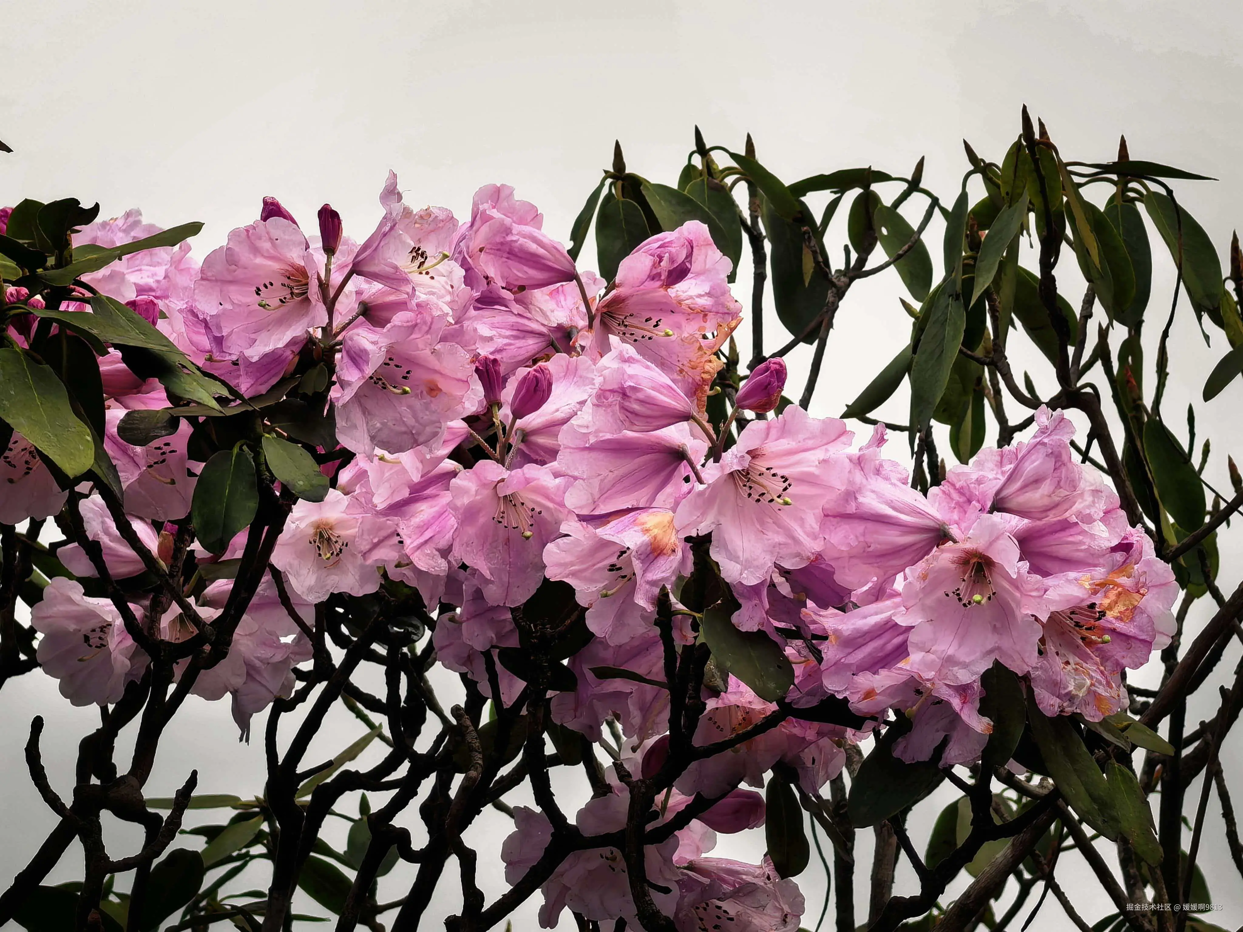 媛媛啊9813于2026-04-12 04:04发布的图片