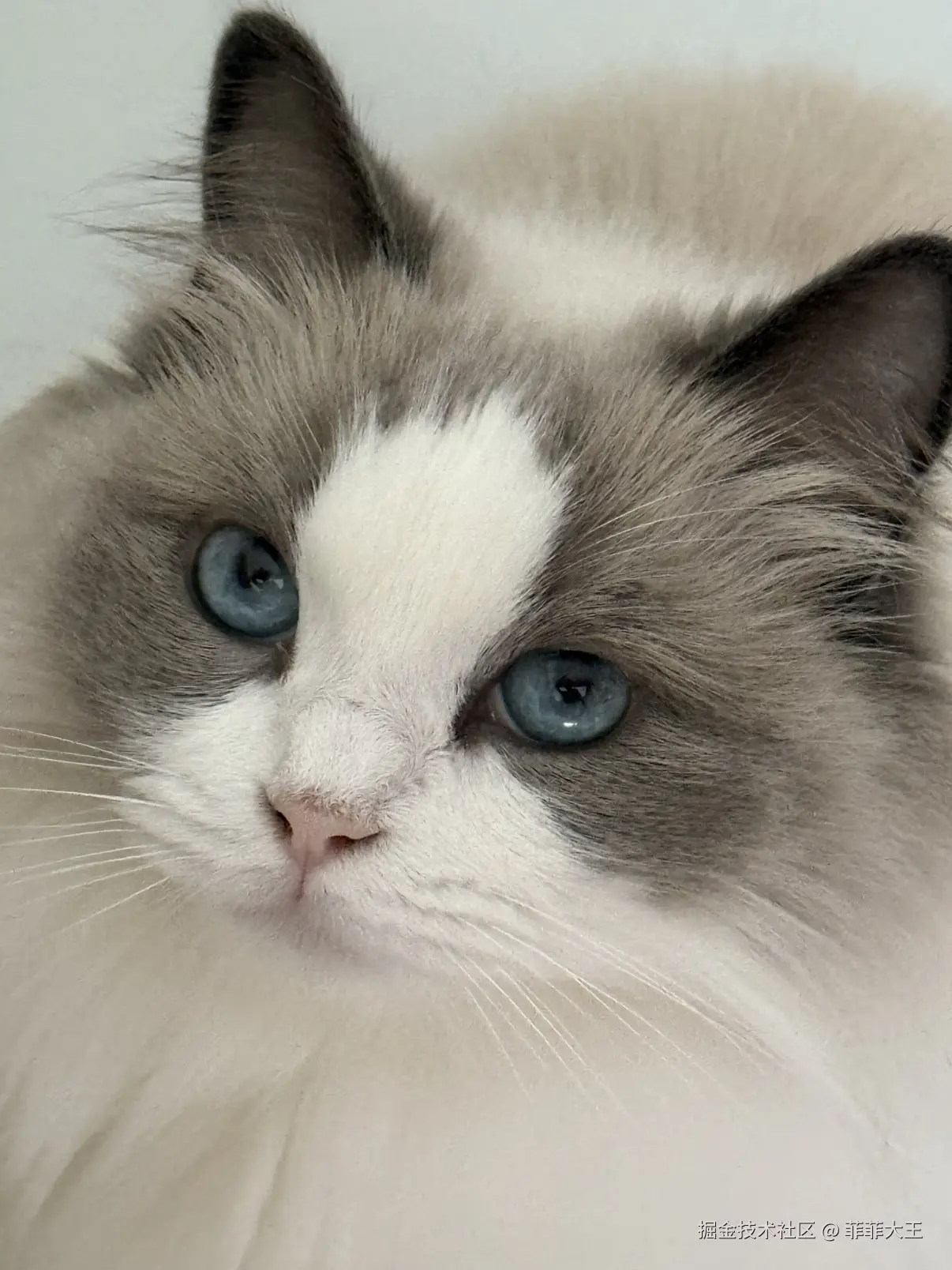 菲菲大王于2025-11-18 11:09发布的图片