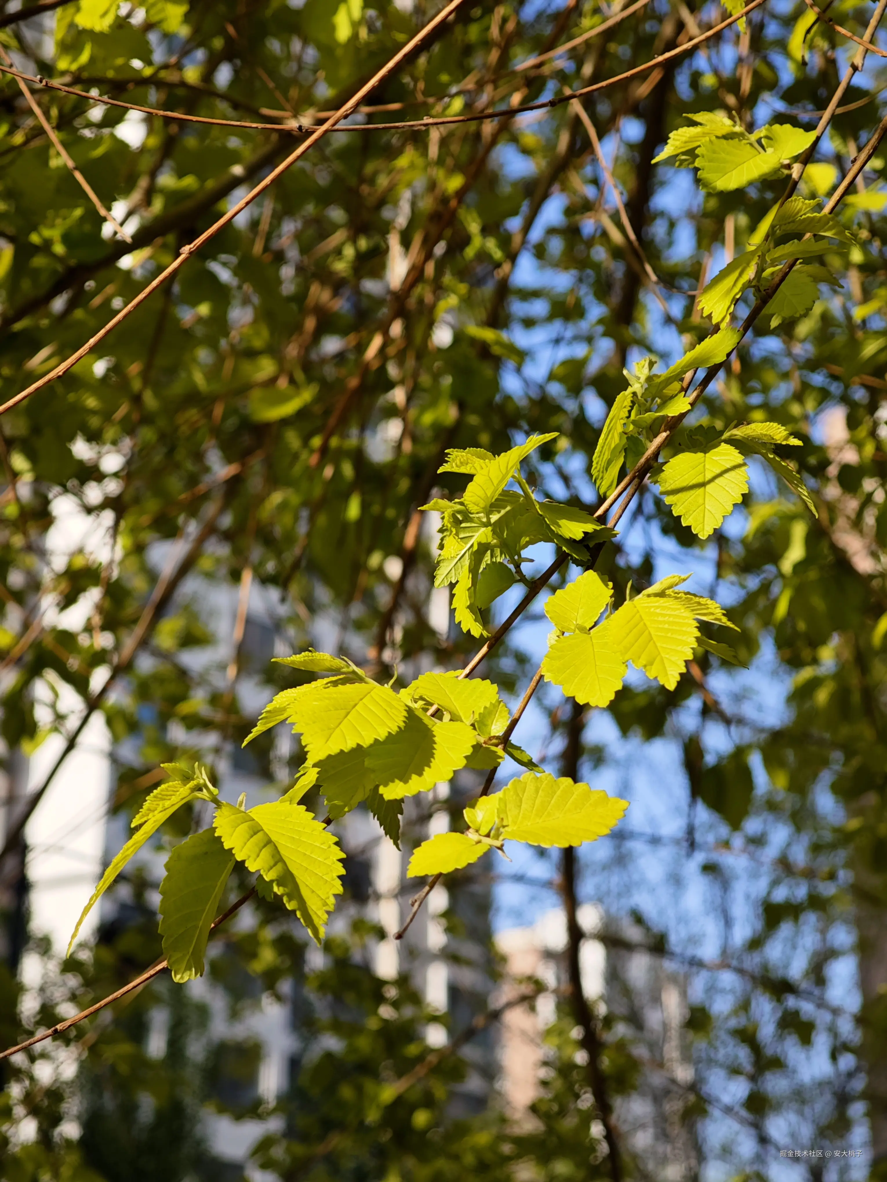 安大桃子于2026-04-12 13:30发布的图片