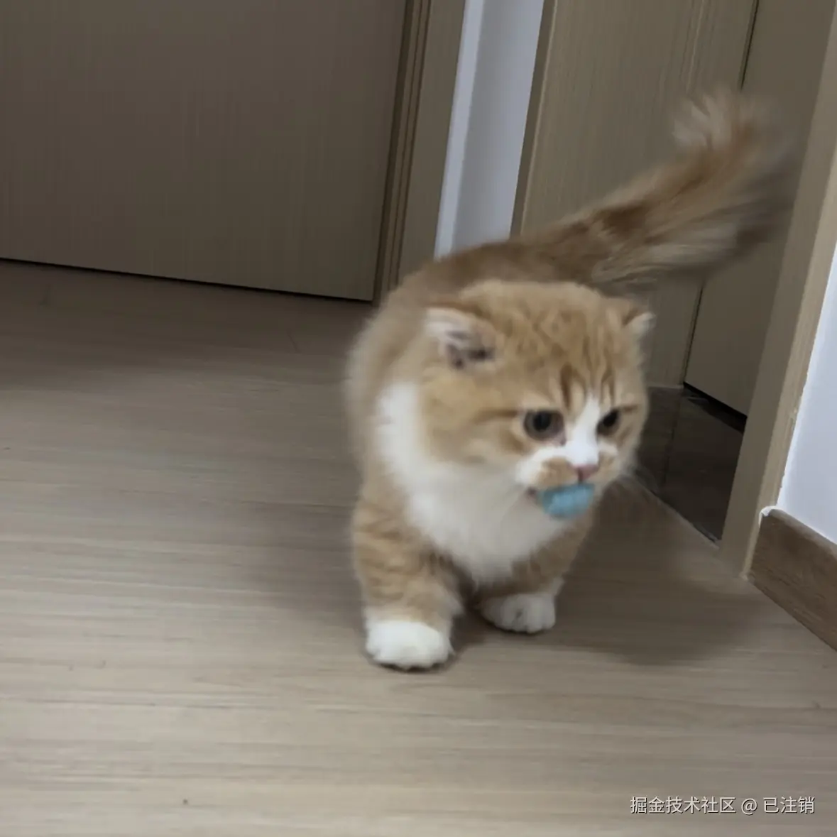 已注销于2024-11-07 09:59发布的图片