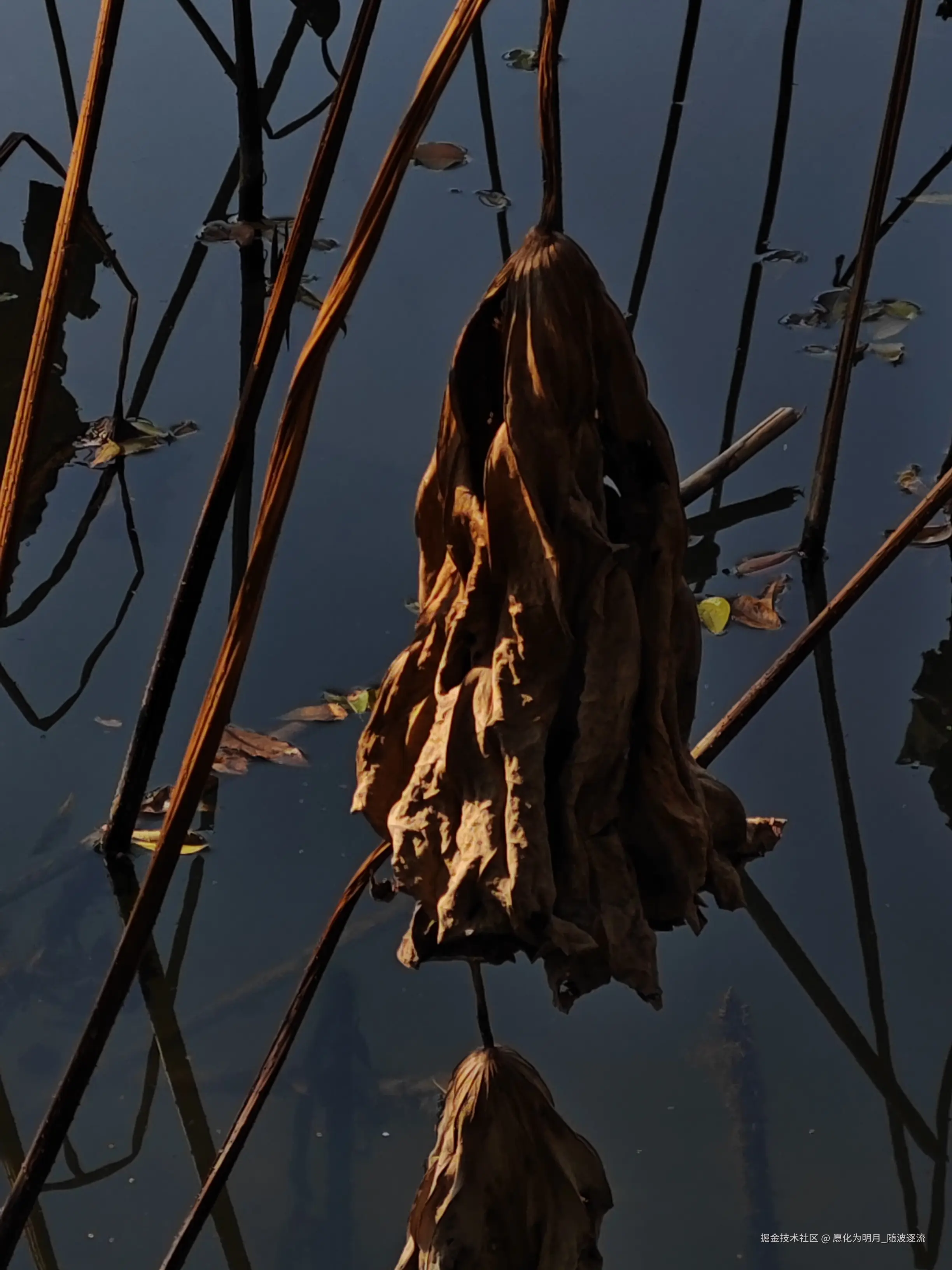 愿化为明月_随波逐流于2024-12-09 02:46发布的图片