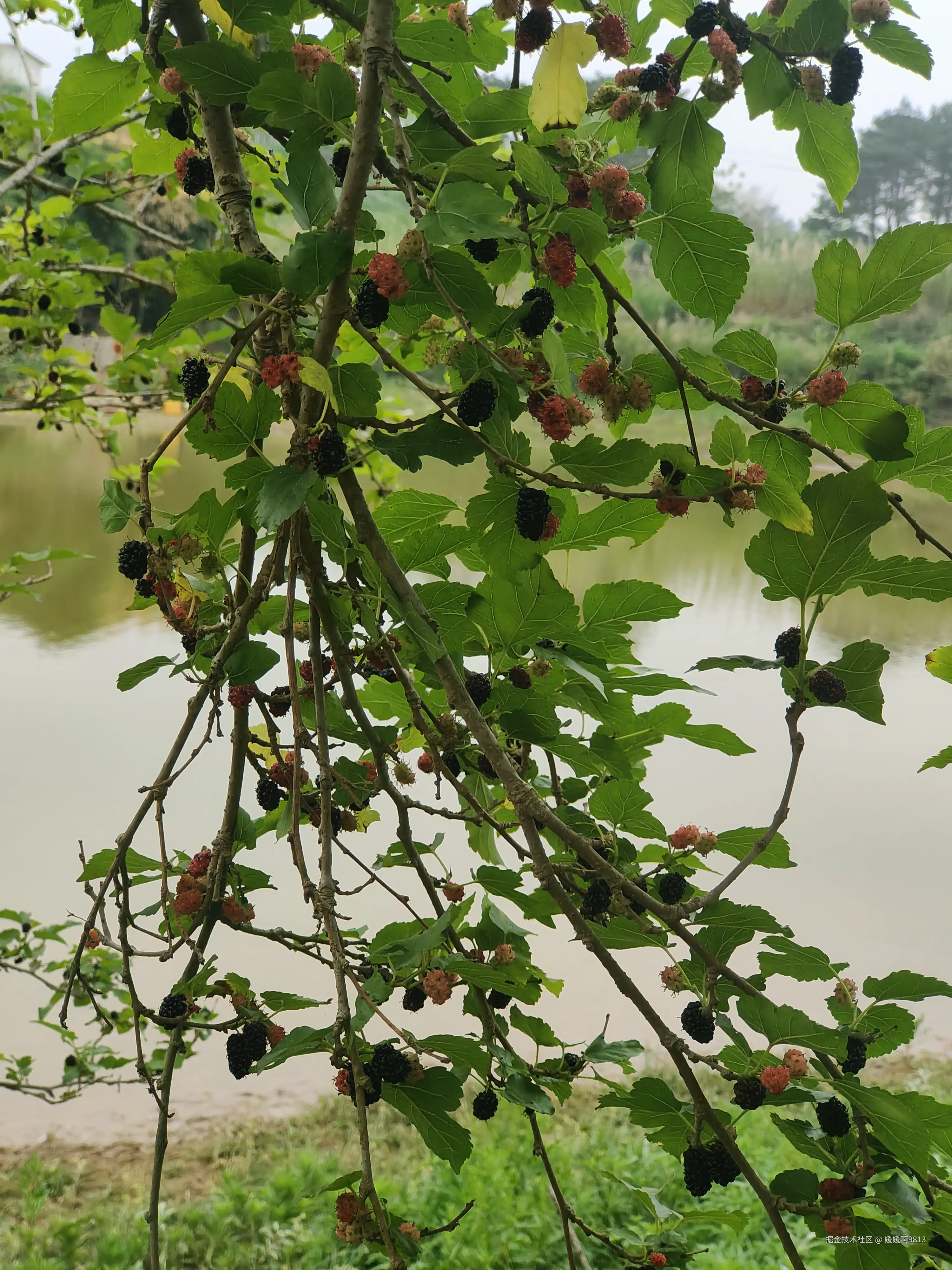 媛媛啊9813于2026-03-28 19:57发布的图片