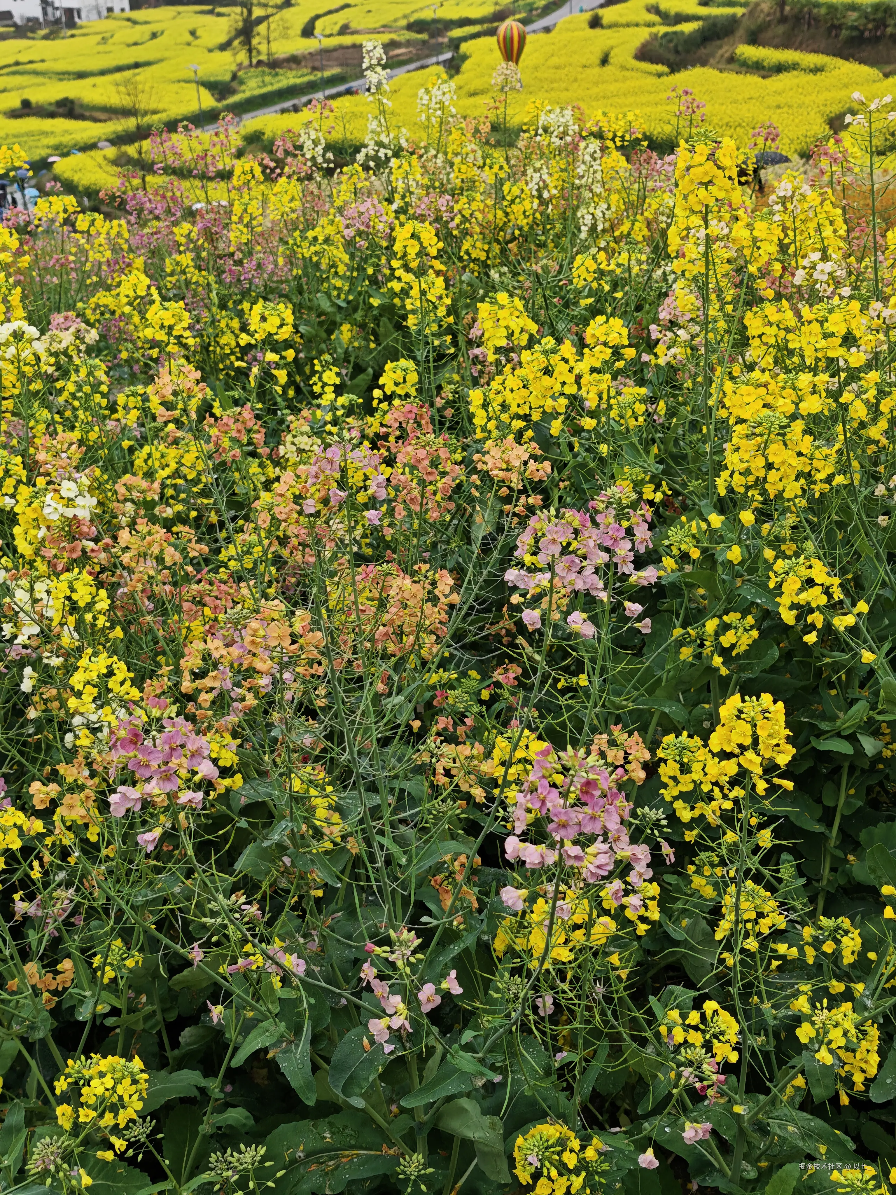 以七_于2026-03-24 11:30发布的图片