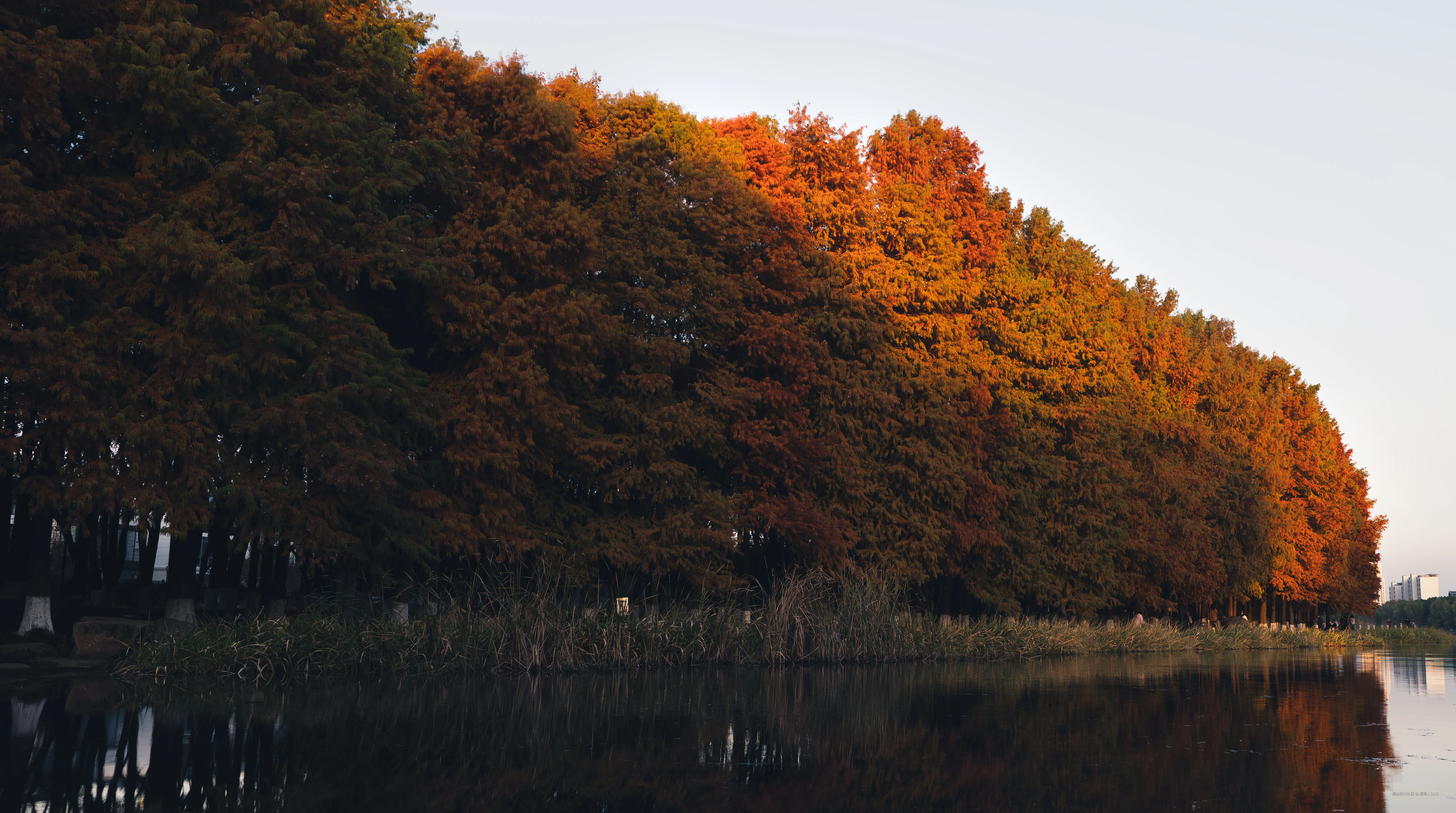稻草人2222于2025-12-01 10:30发布的图片
