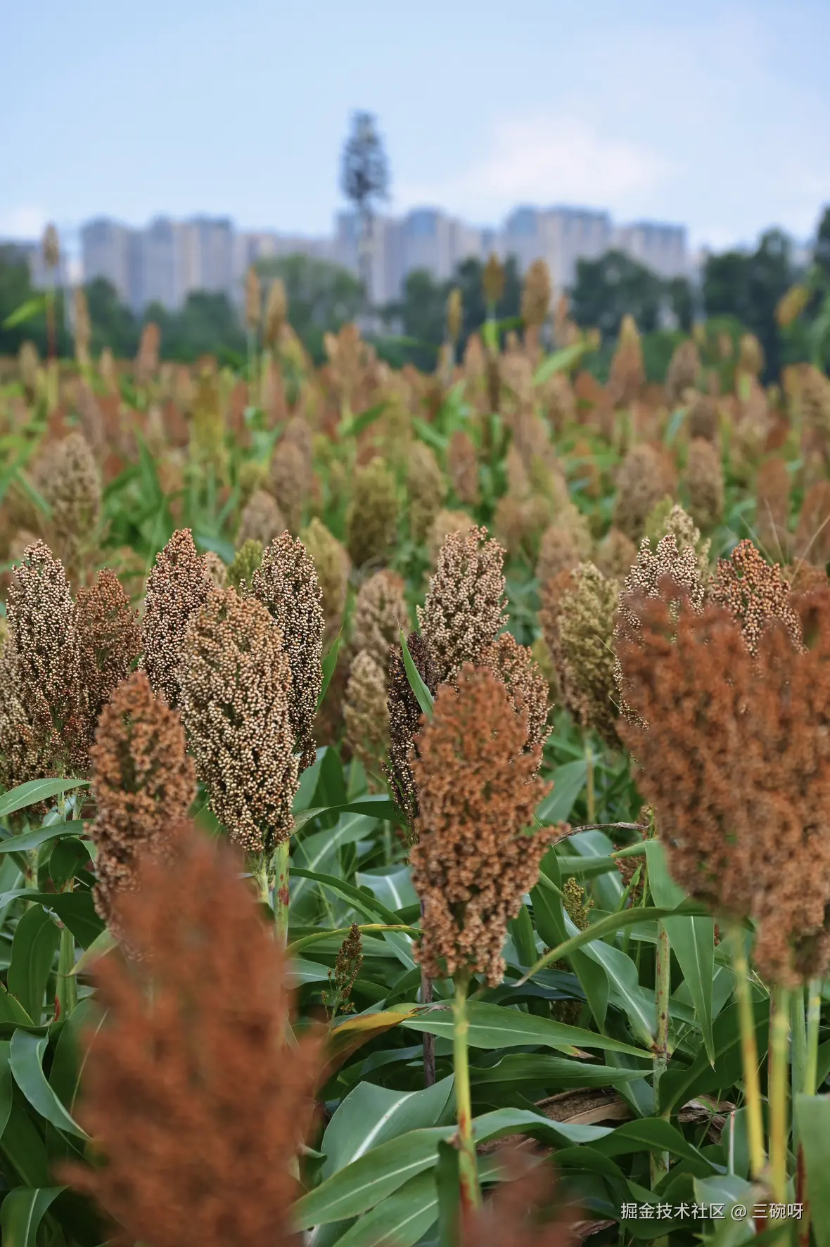 三碗呀于2025-09-15 11:29发布的图片