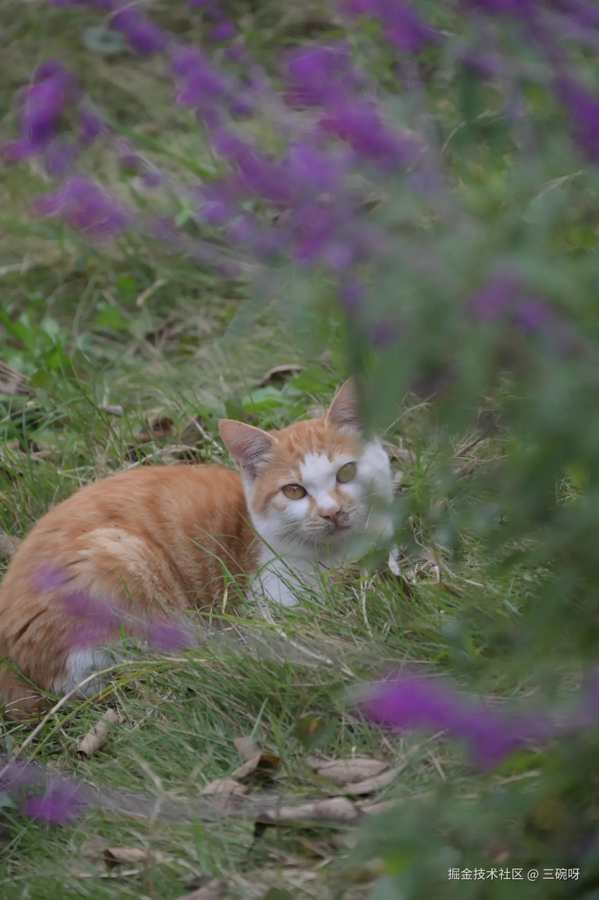 三碗呀于2025-11-26 09:35发布的图片