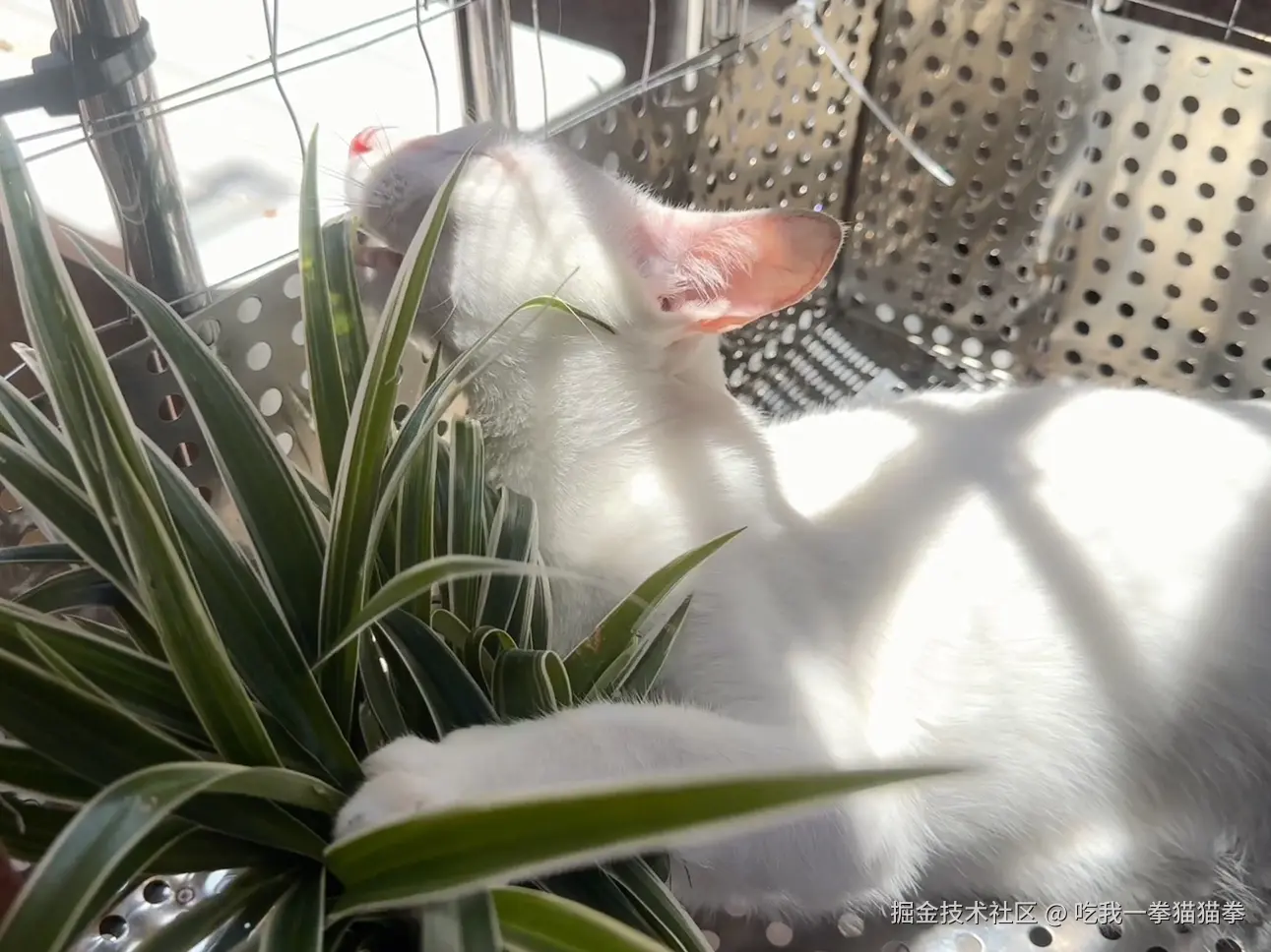 吃我一拳猫猫拳于2024-08-08 14:13发布的图片