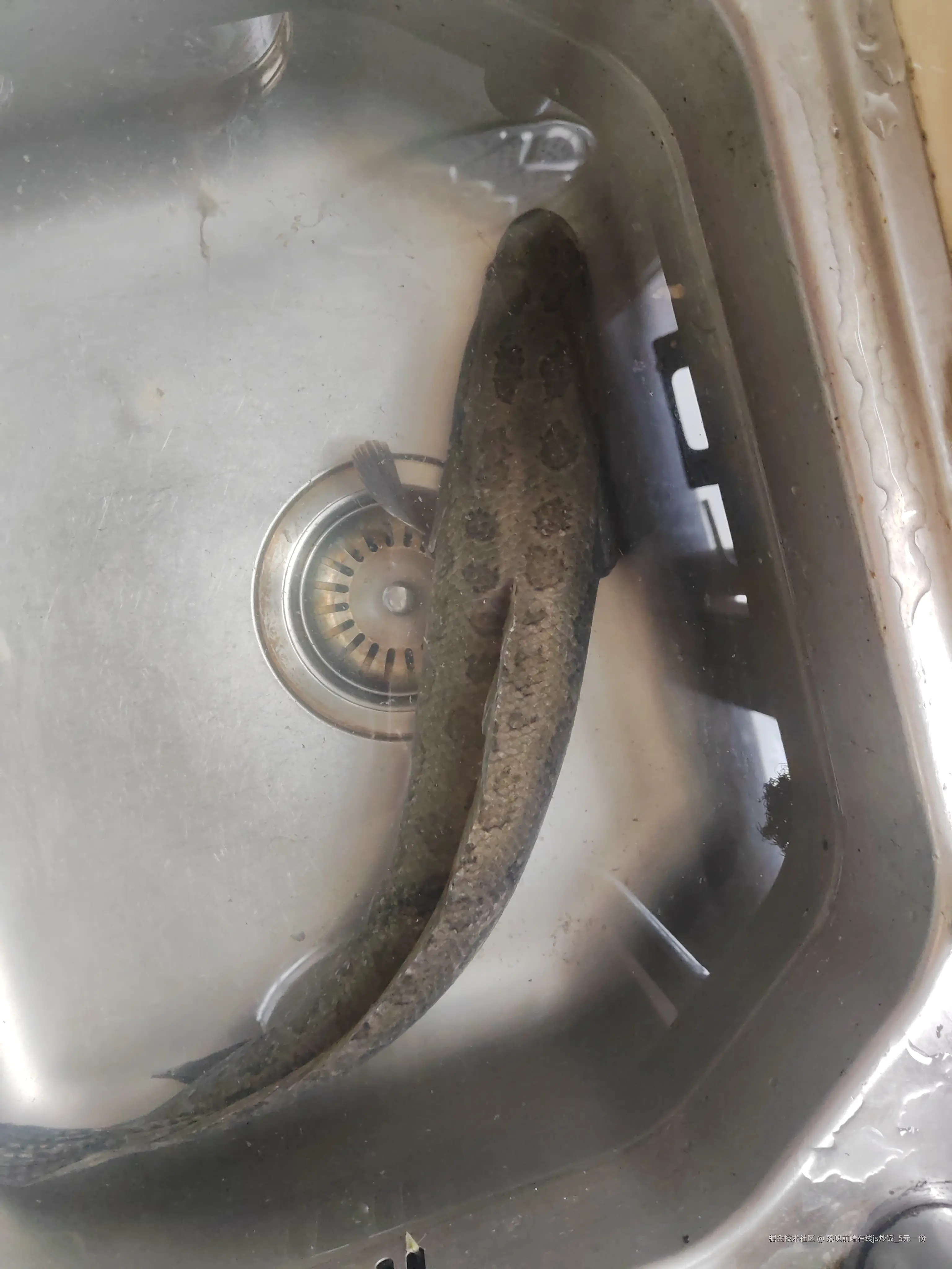 落魄前端在线js炒饭_5元一份于2026-04-13 10:46发布的图片