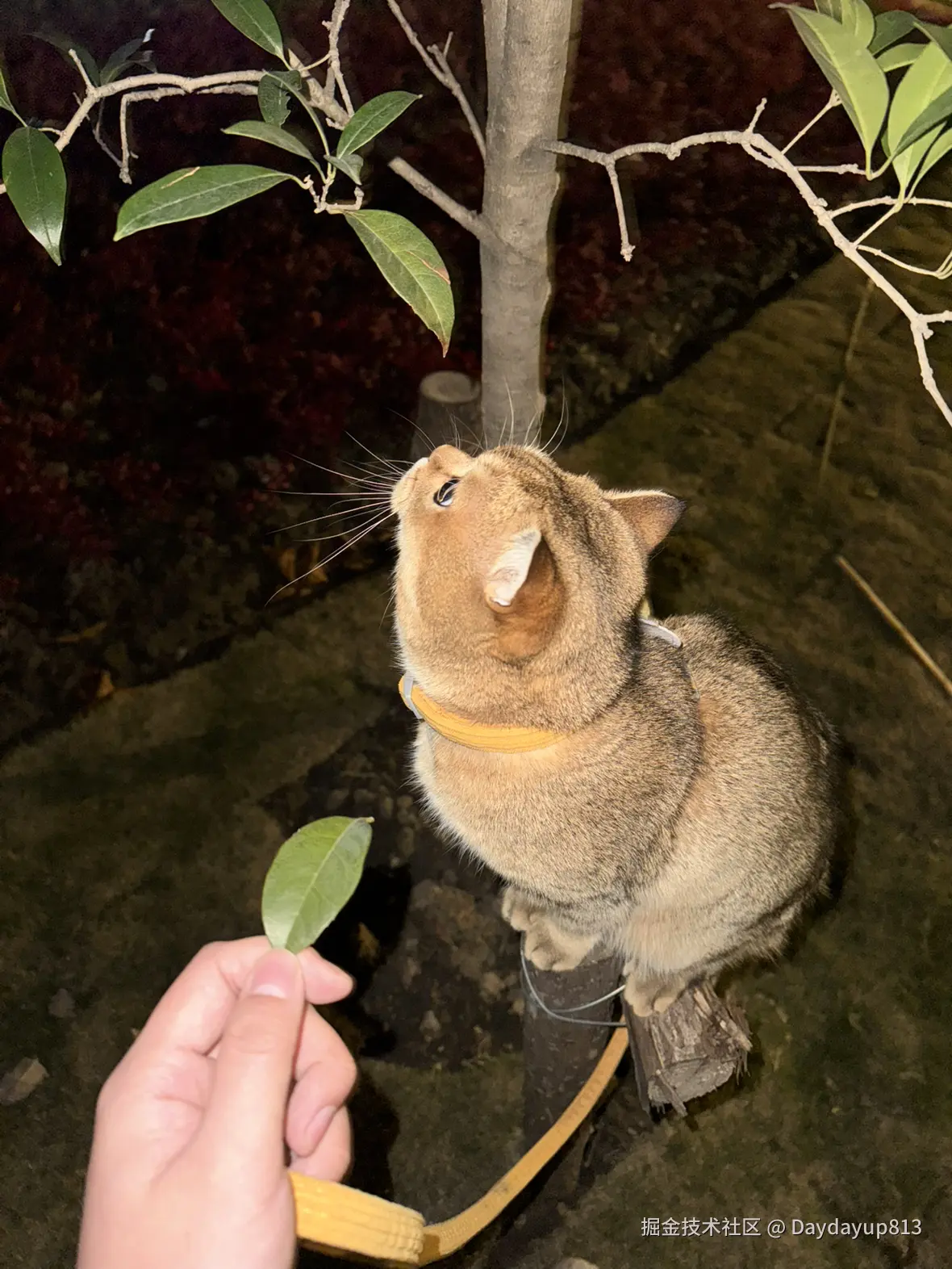 Daydayup813于2025-01-03 11:39发布的图片