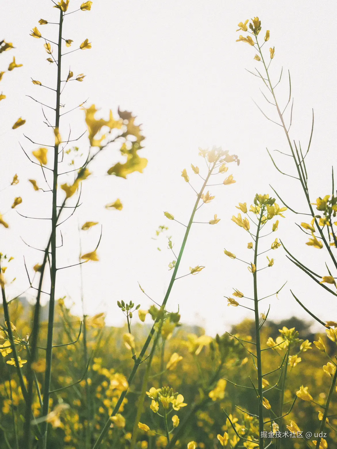 udz于2025-01-20 14:43发布的图片