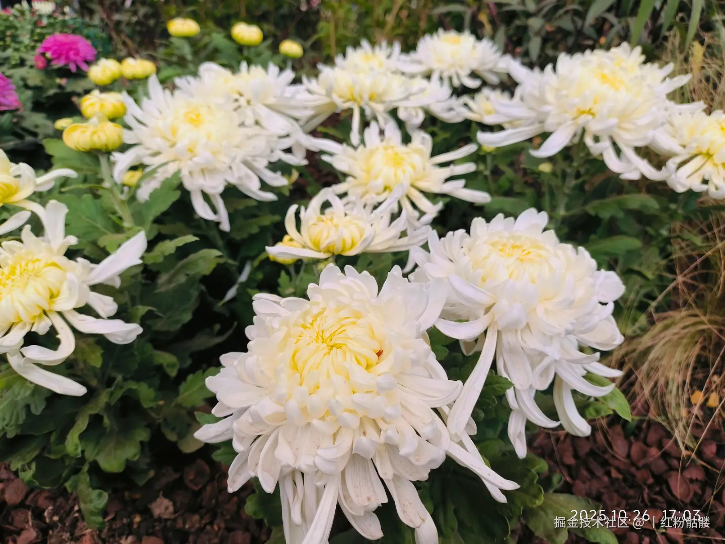 丨红粉骷髅于2025-10-27 15:25发布的图片