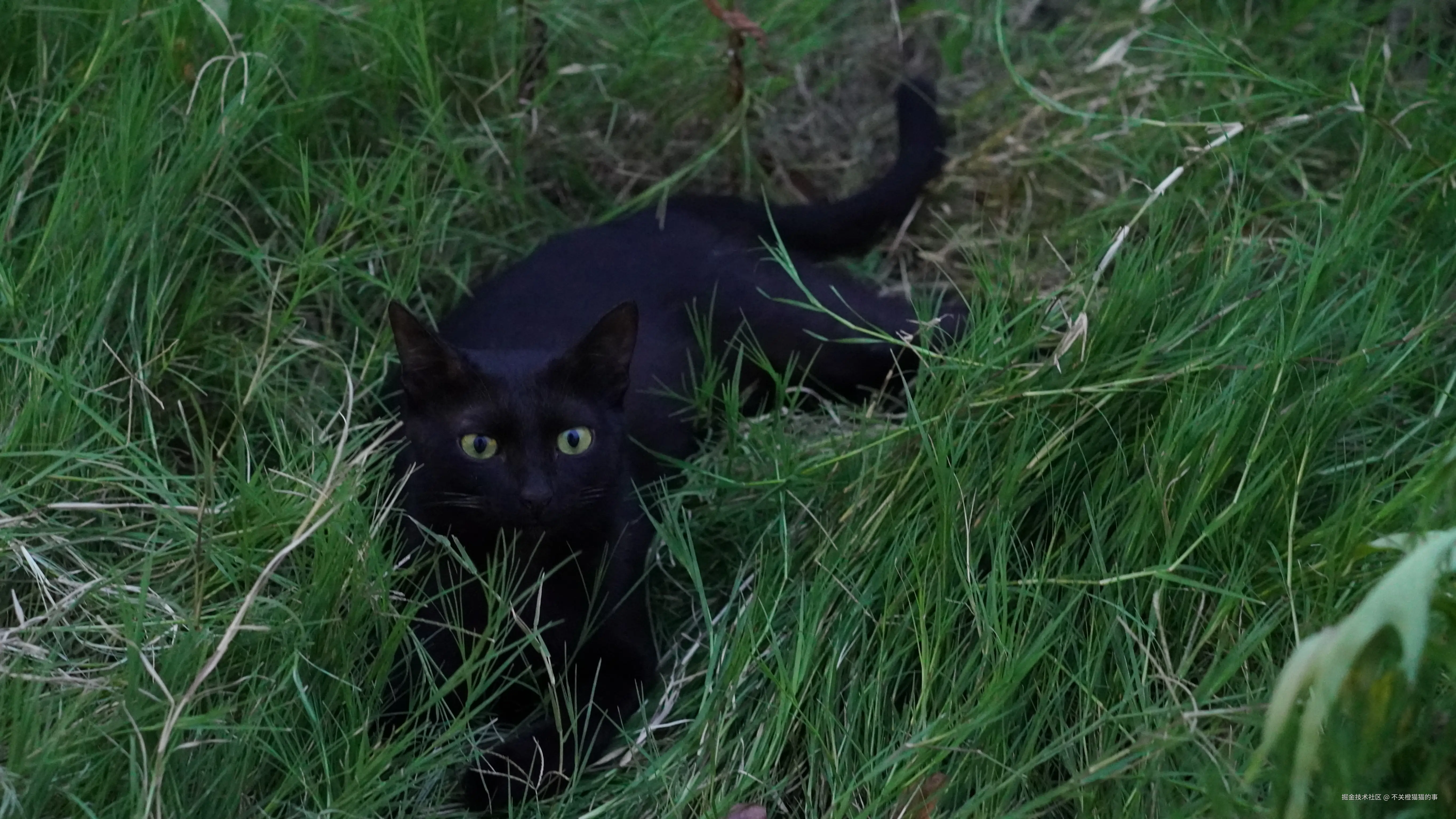 不关橙猫猫的事于2024-08-12 09:42发布的图片