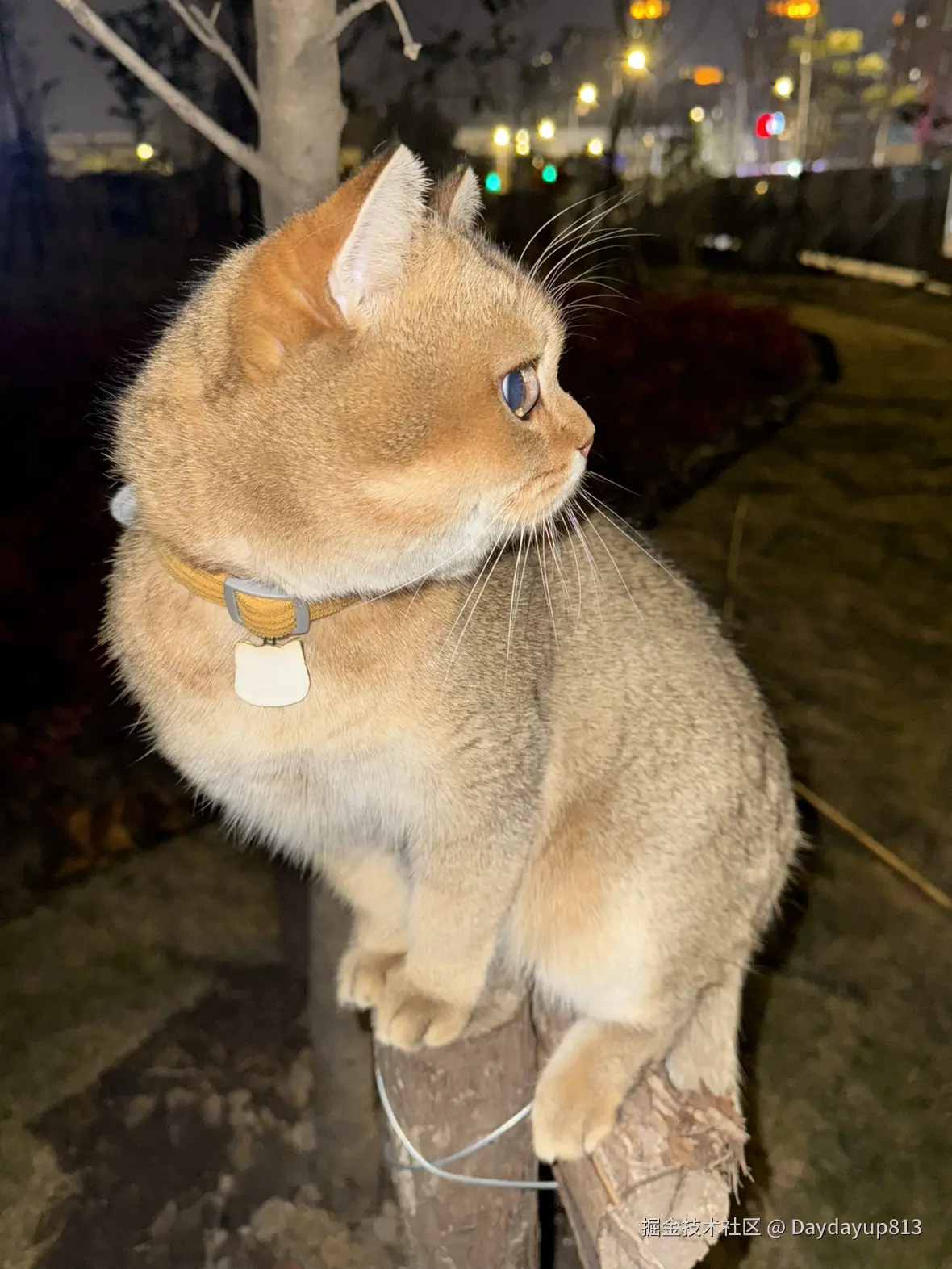 Daydayup813于2025-01-03 11:39发布的图片