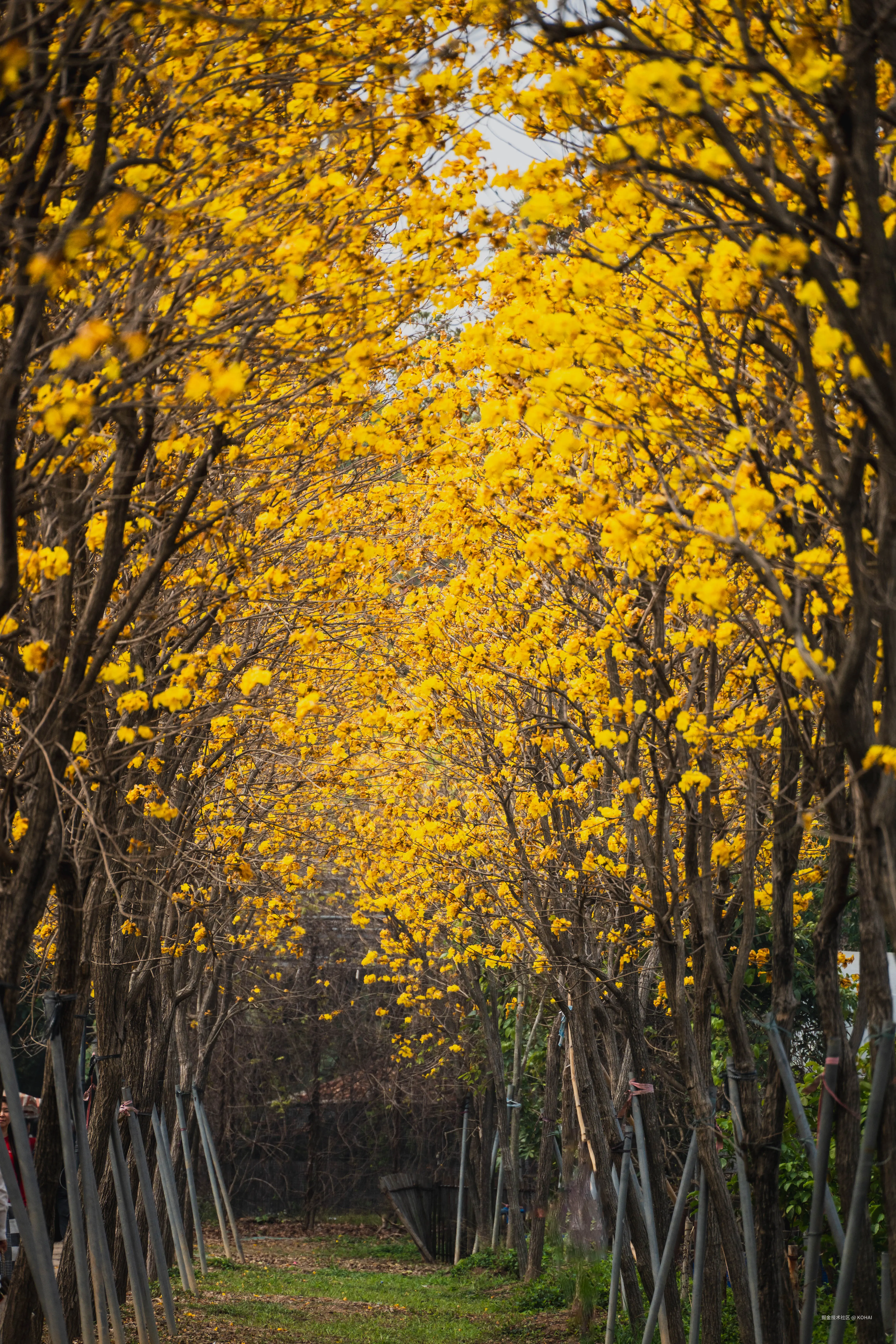 KOHAI于2025-03-10 11:38发布的图片