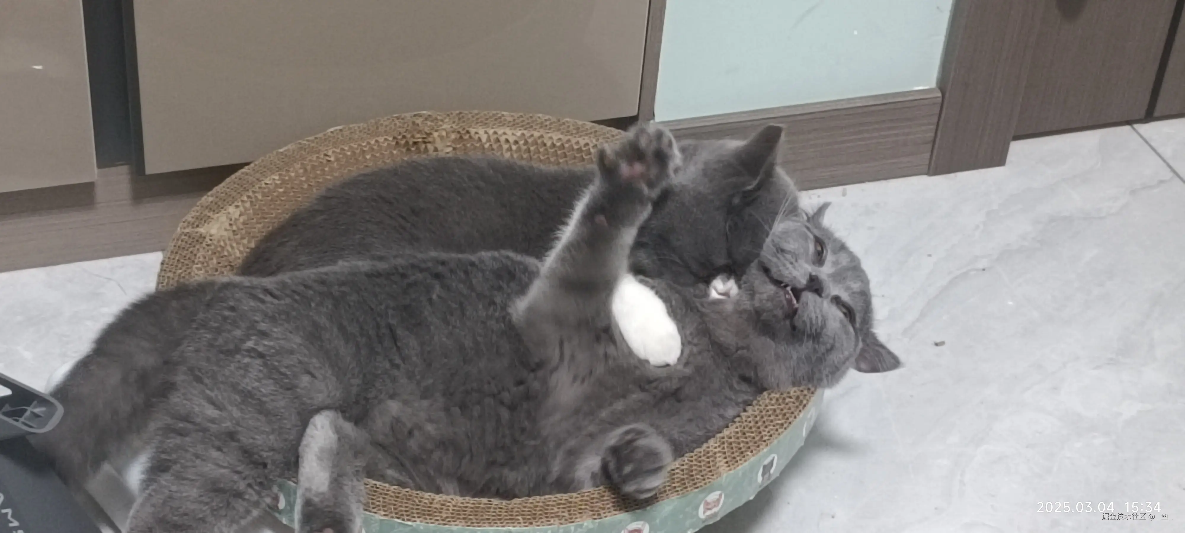 _鱼_于2025-04-14 09:18发布的图片