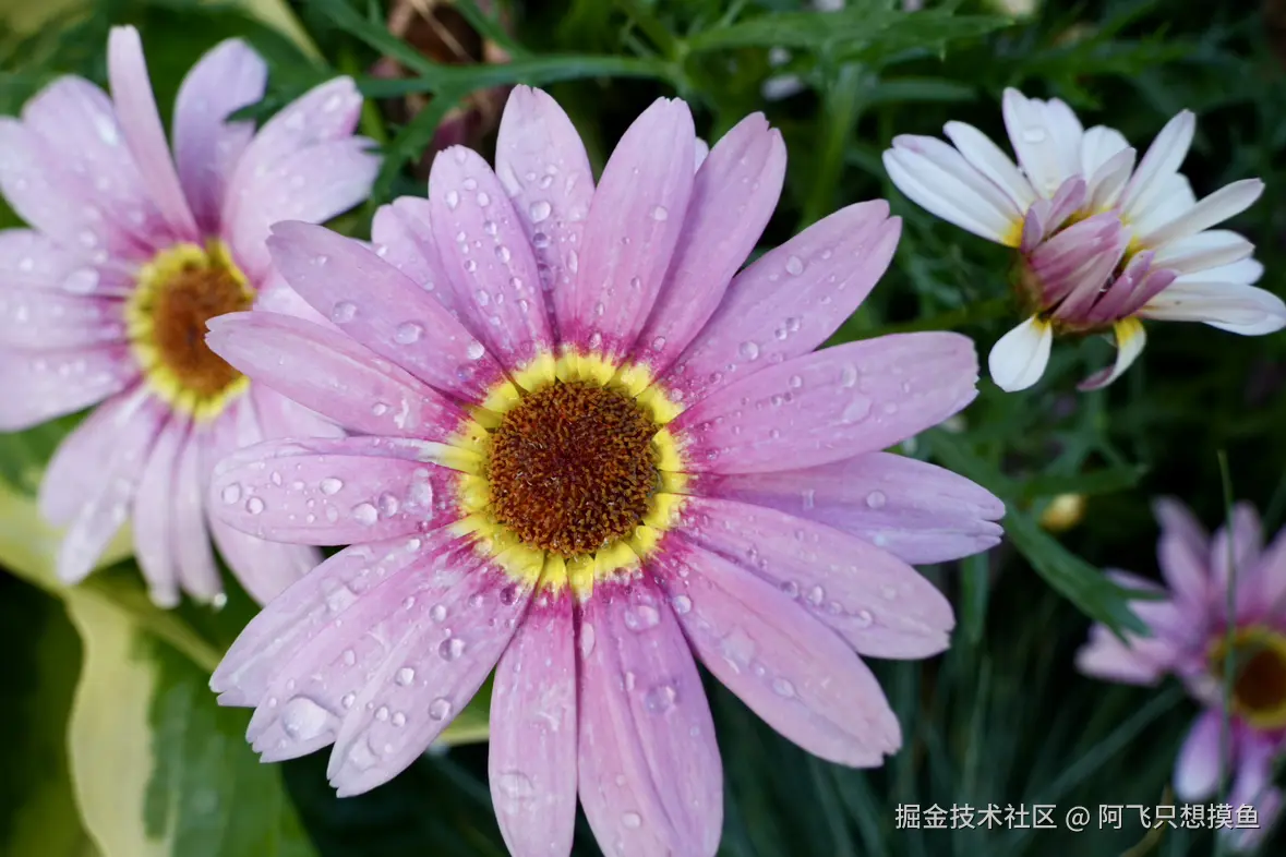 阿飞只想摸鱼于2025-05-30 13:56发布的图片