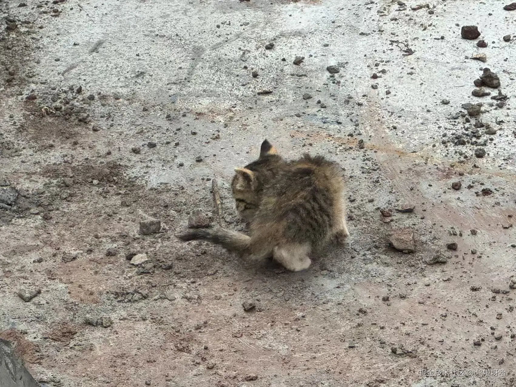 呜啦呀哈于2025-11-11 14:39发布的图片