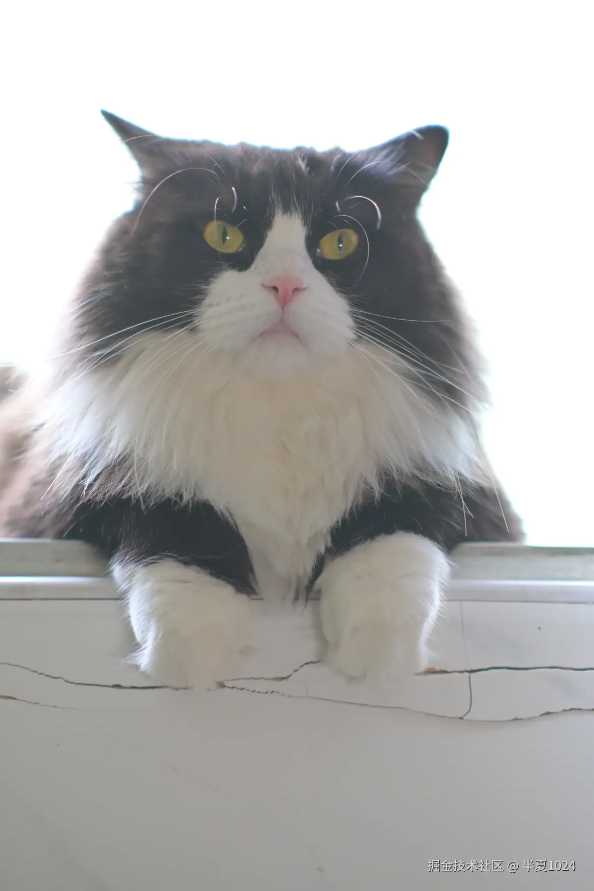 半夏1024于2024-12-31 15:47发布的图片