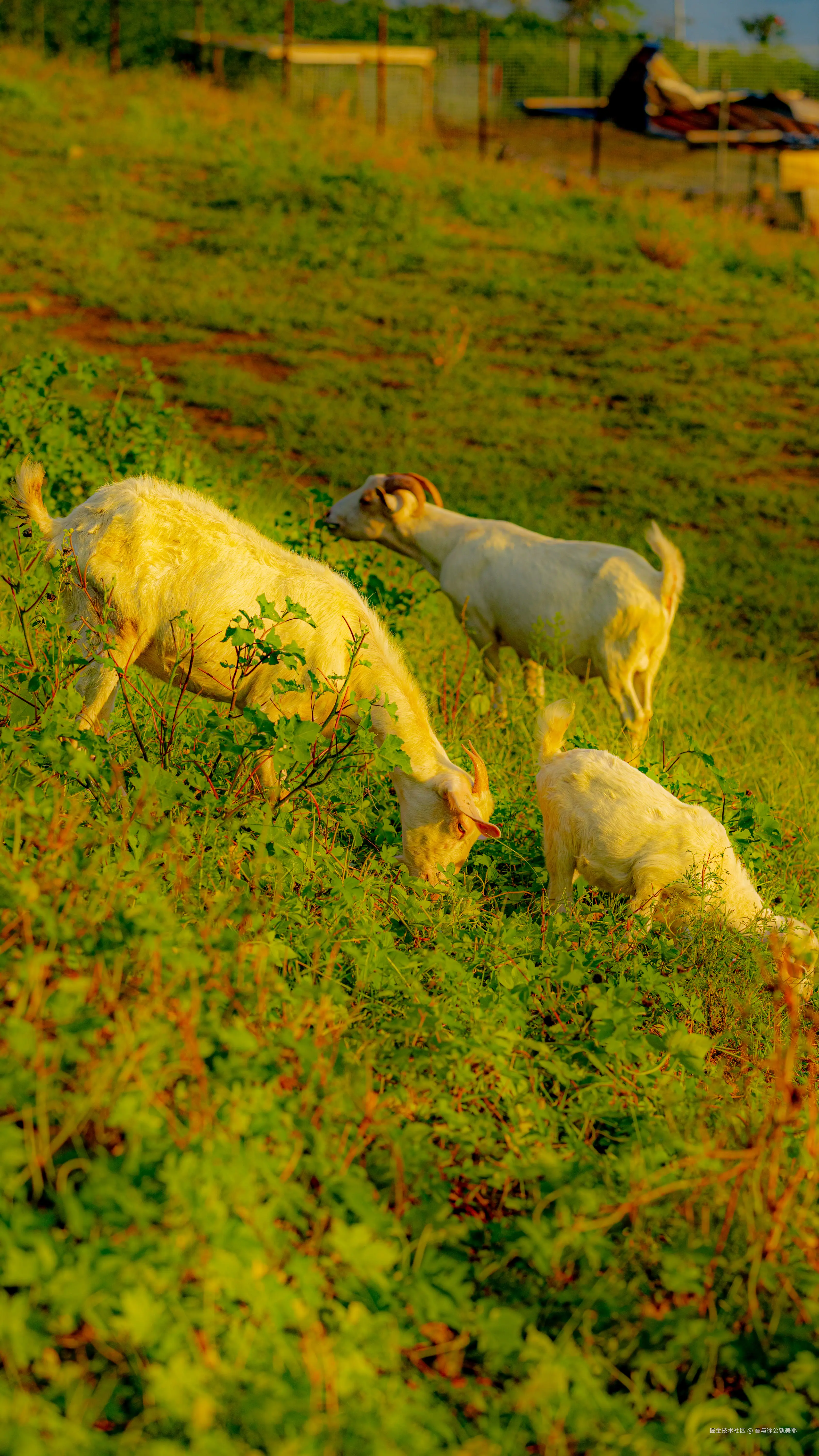 吾与徐公孰美耶于2024-09-24 09:18发布的图片