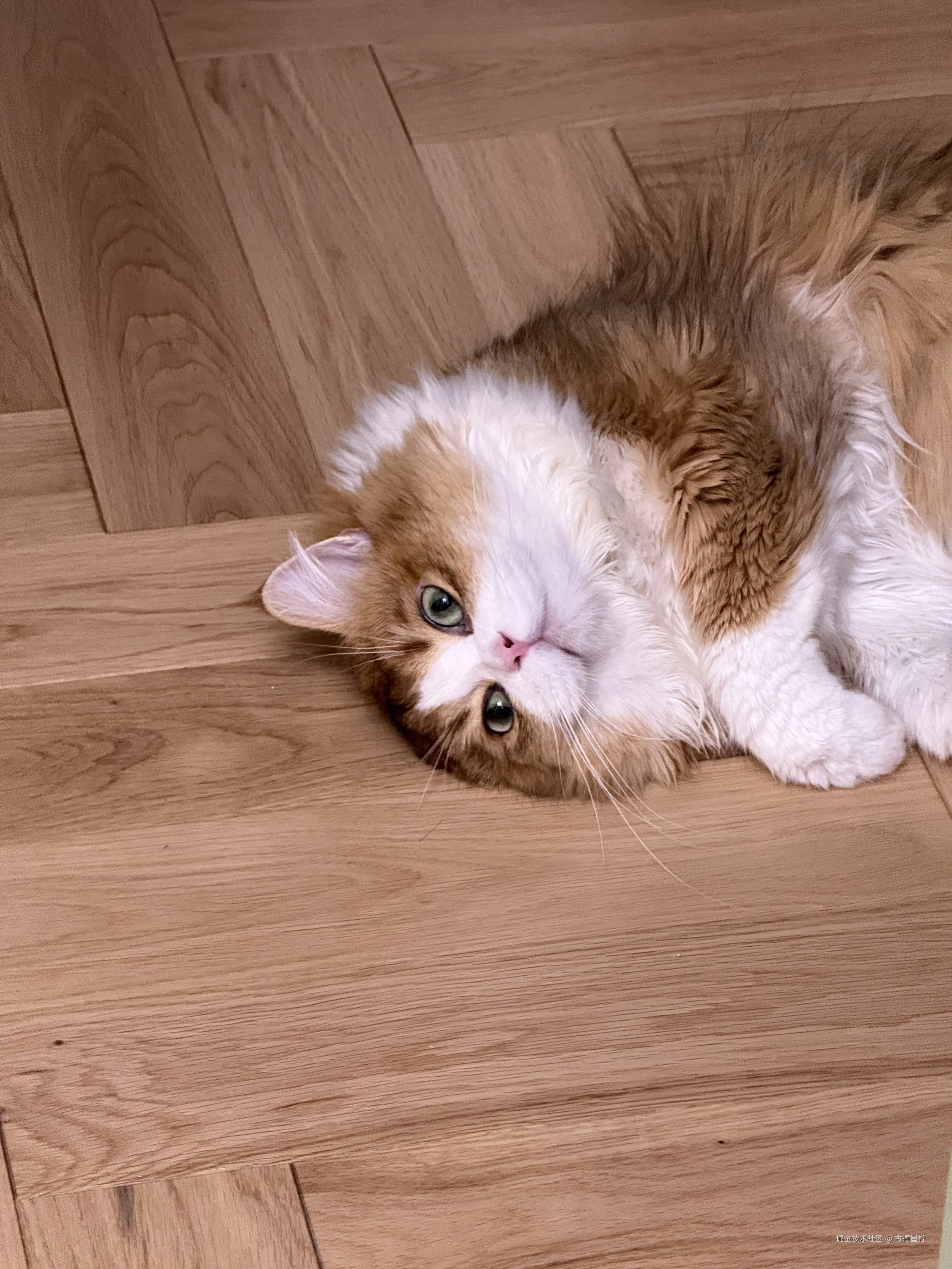 古德墨柠于2025-07-23 14:01发布的图片