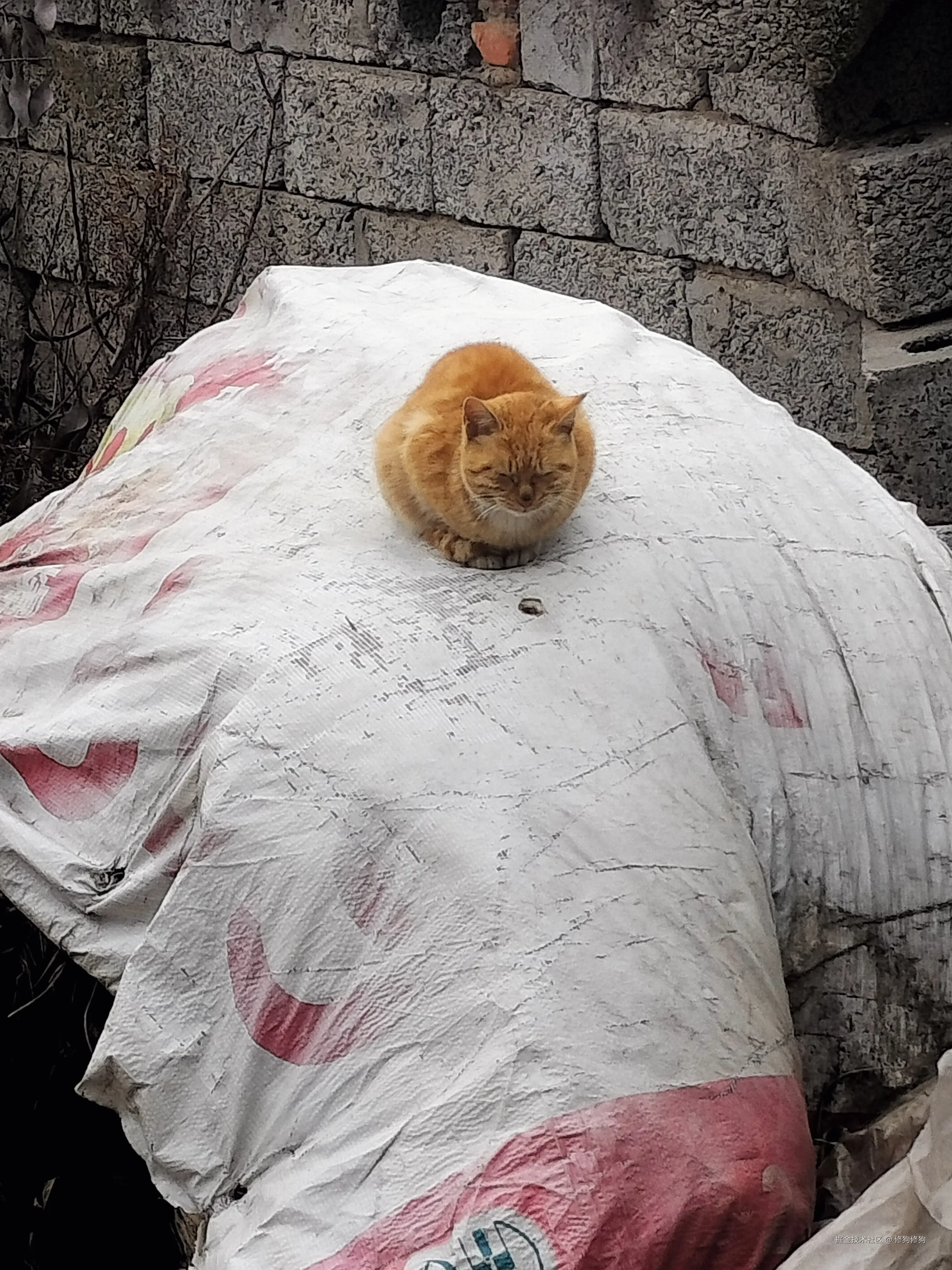 修狗修狗于2025-03-06 16:42发布的图片