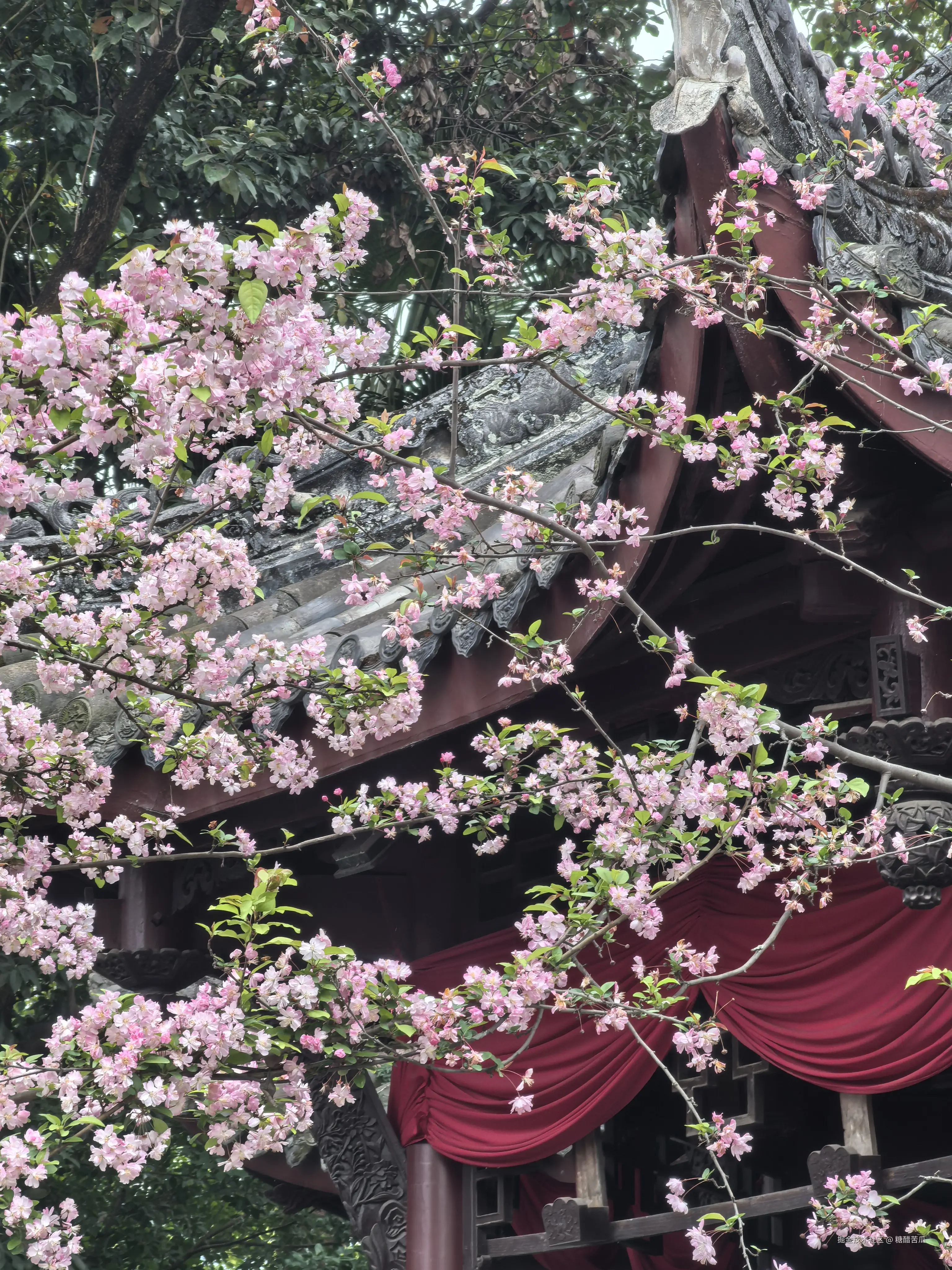 糖醋苦瓜于2026-03-23 16:28发布的图片