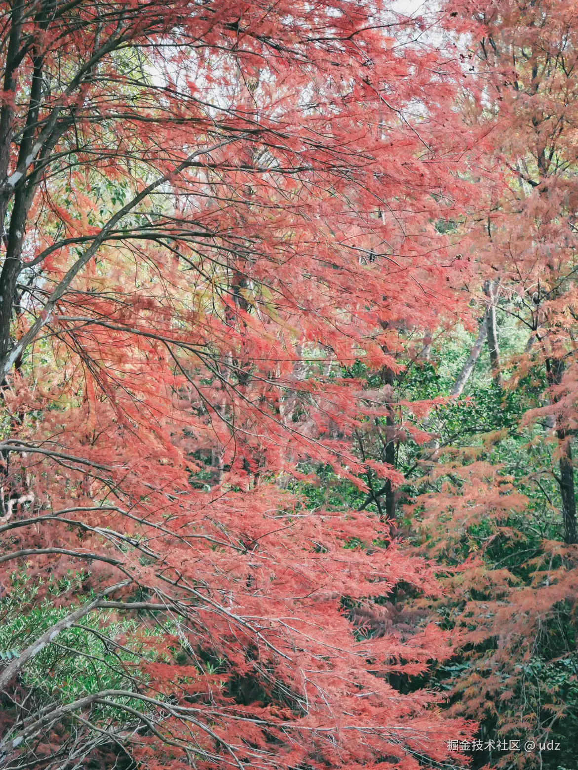 udz于2025-01-18 09:26发布的图片