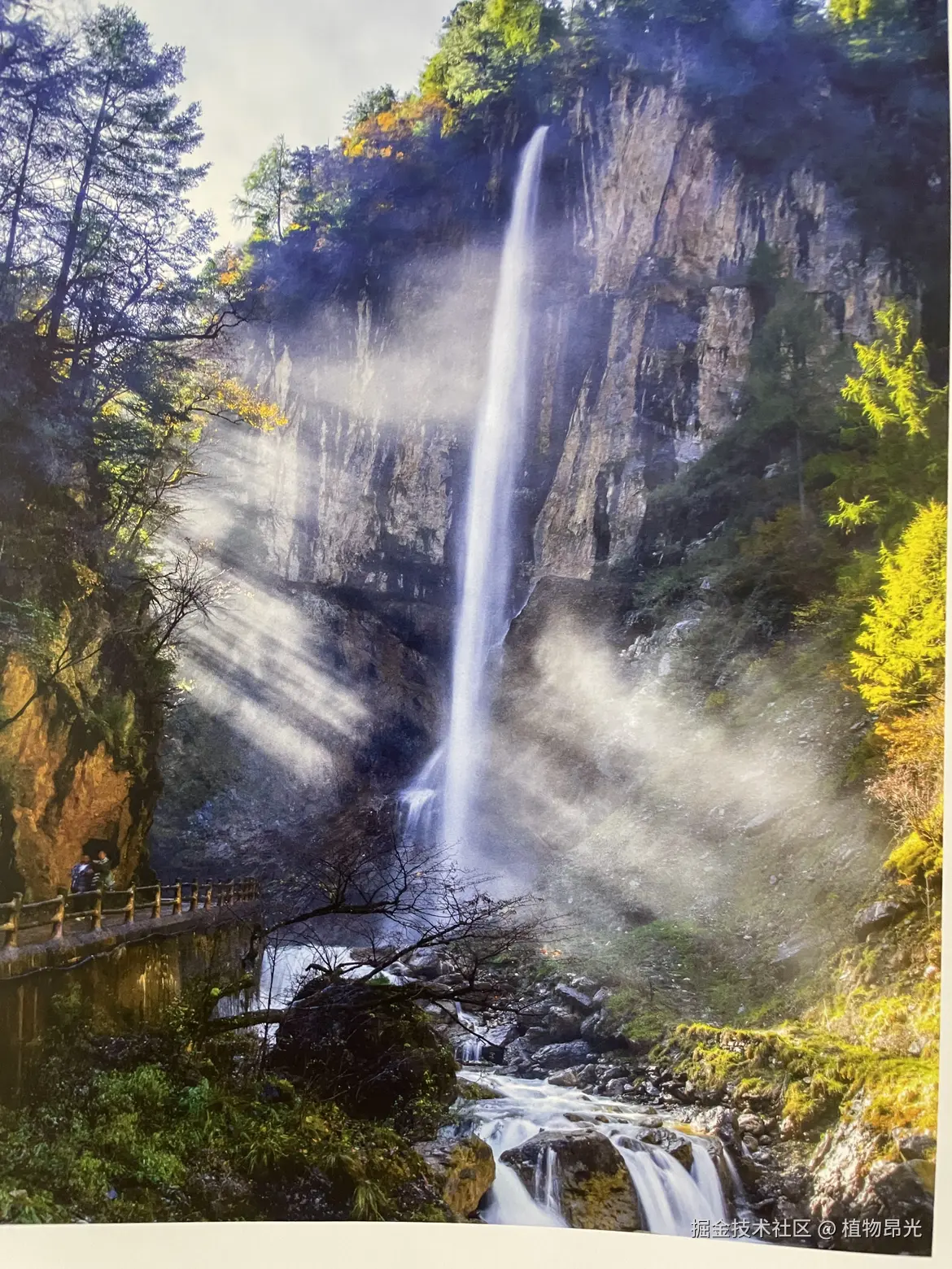 植物昂光于2026-03-25 20:30发布的图片