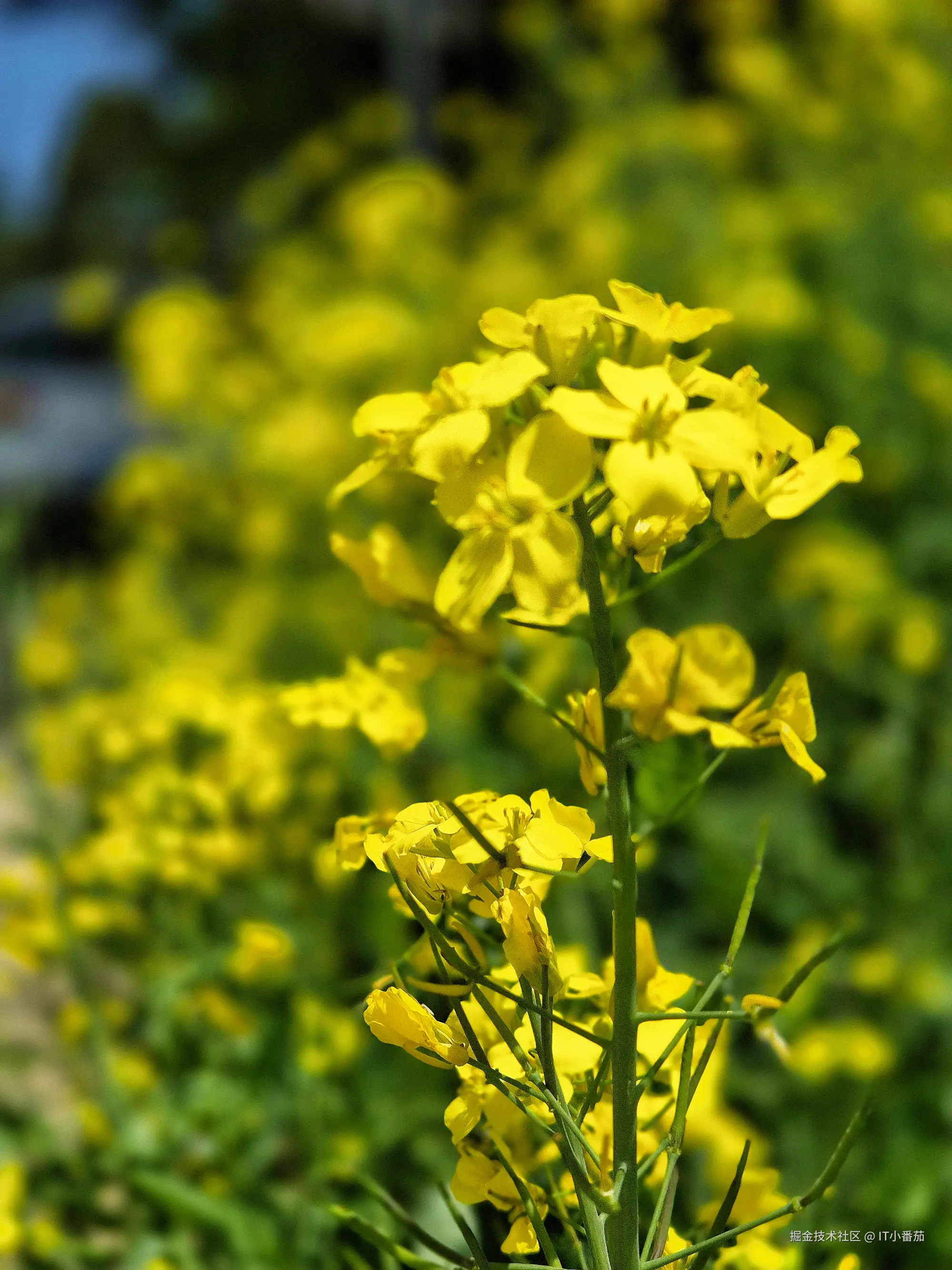 IT小番茄于2026-04-04 17:46发布的图片