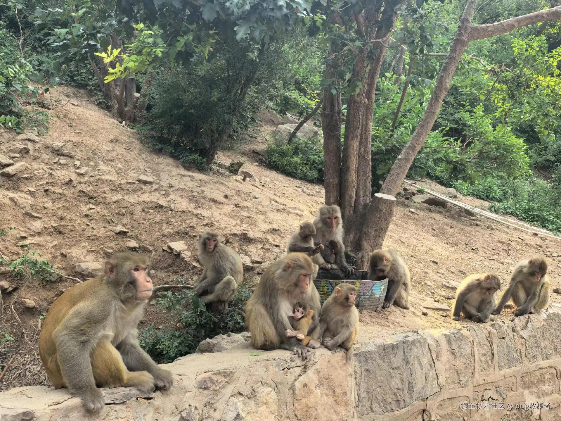 bug收集者于2025-06-30 13:20发布的图片