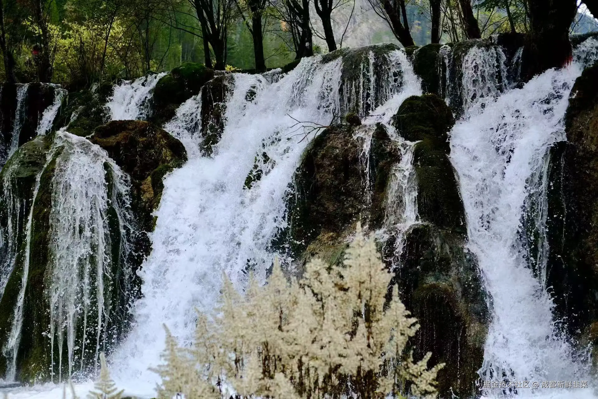 成都新鲜韭菜于2025-11-03 02:42发布的图片